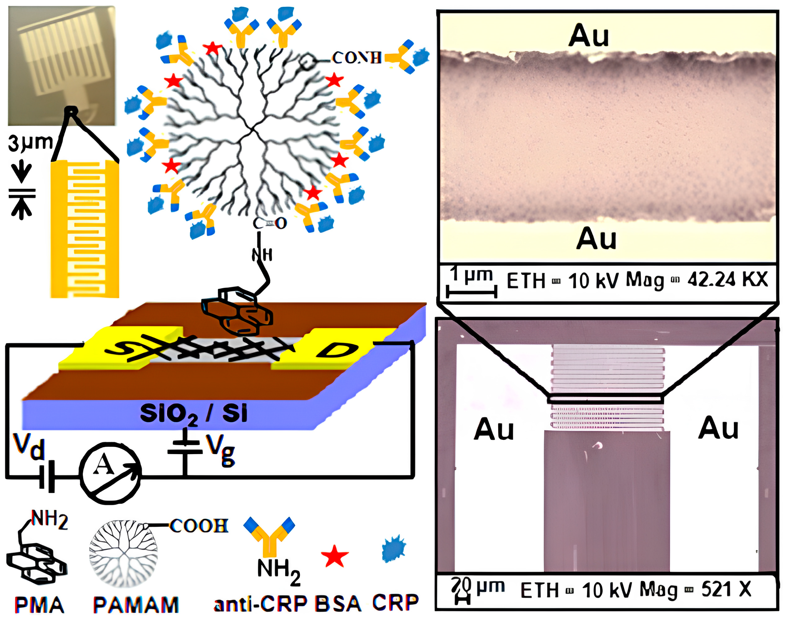 Biosensors 15 00296 g010
