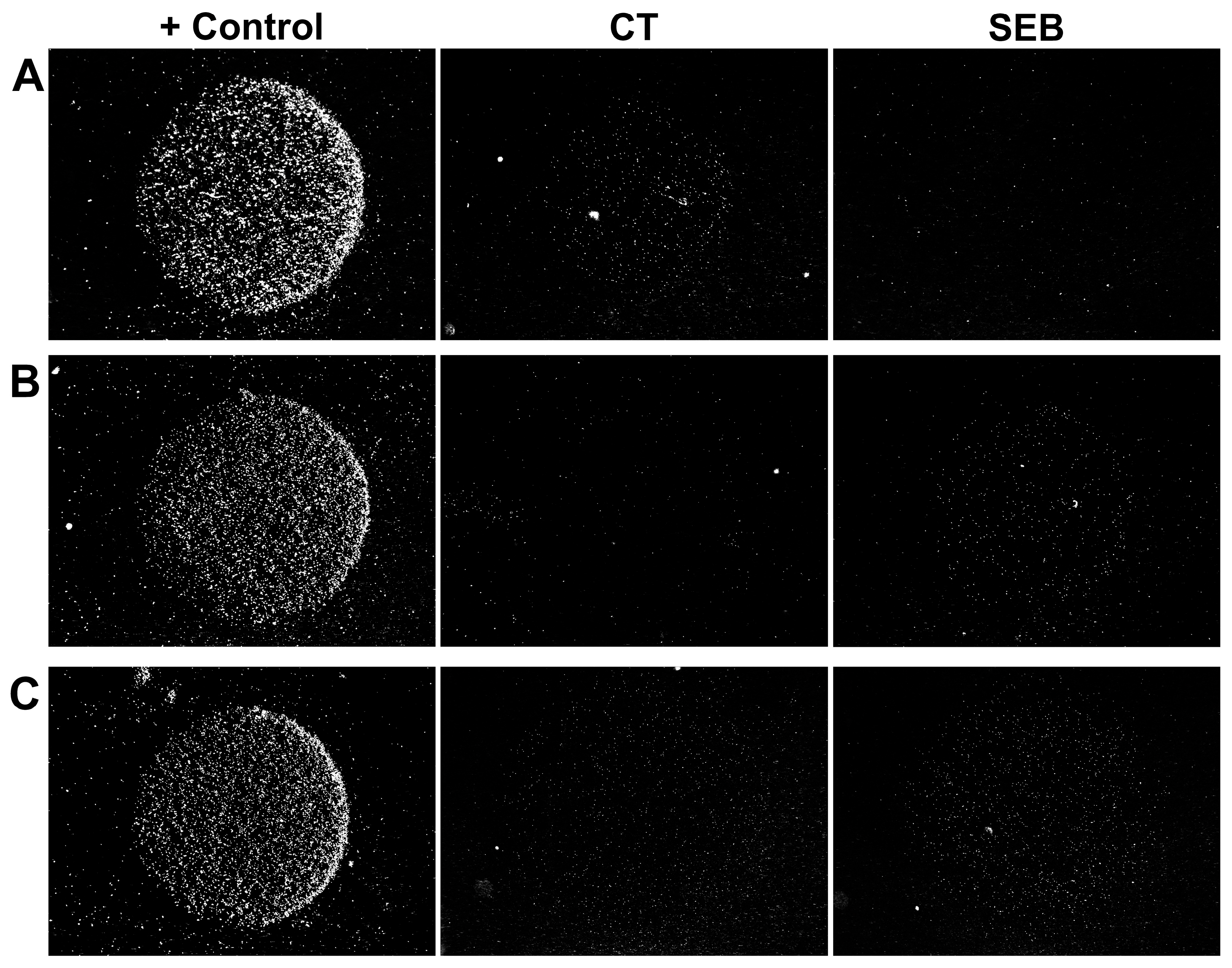 Biosensors 15 00316 g002