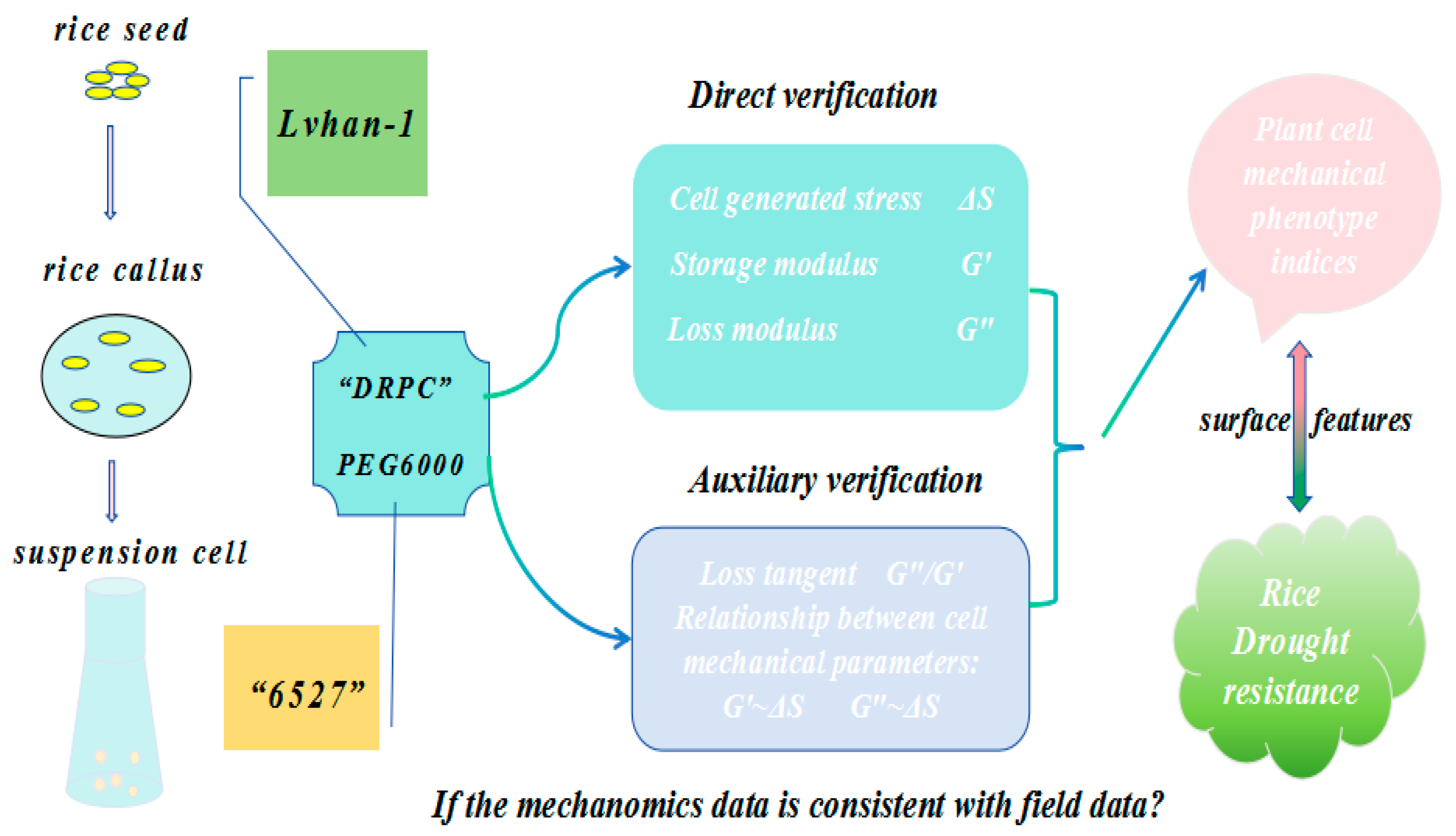 Biosensors 15 00334 g001
