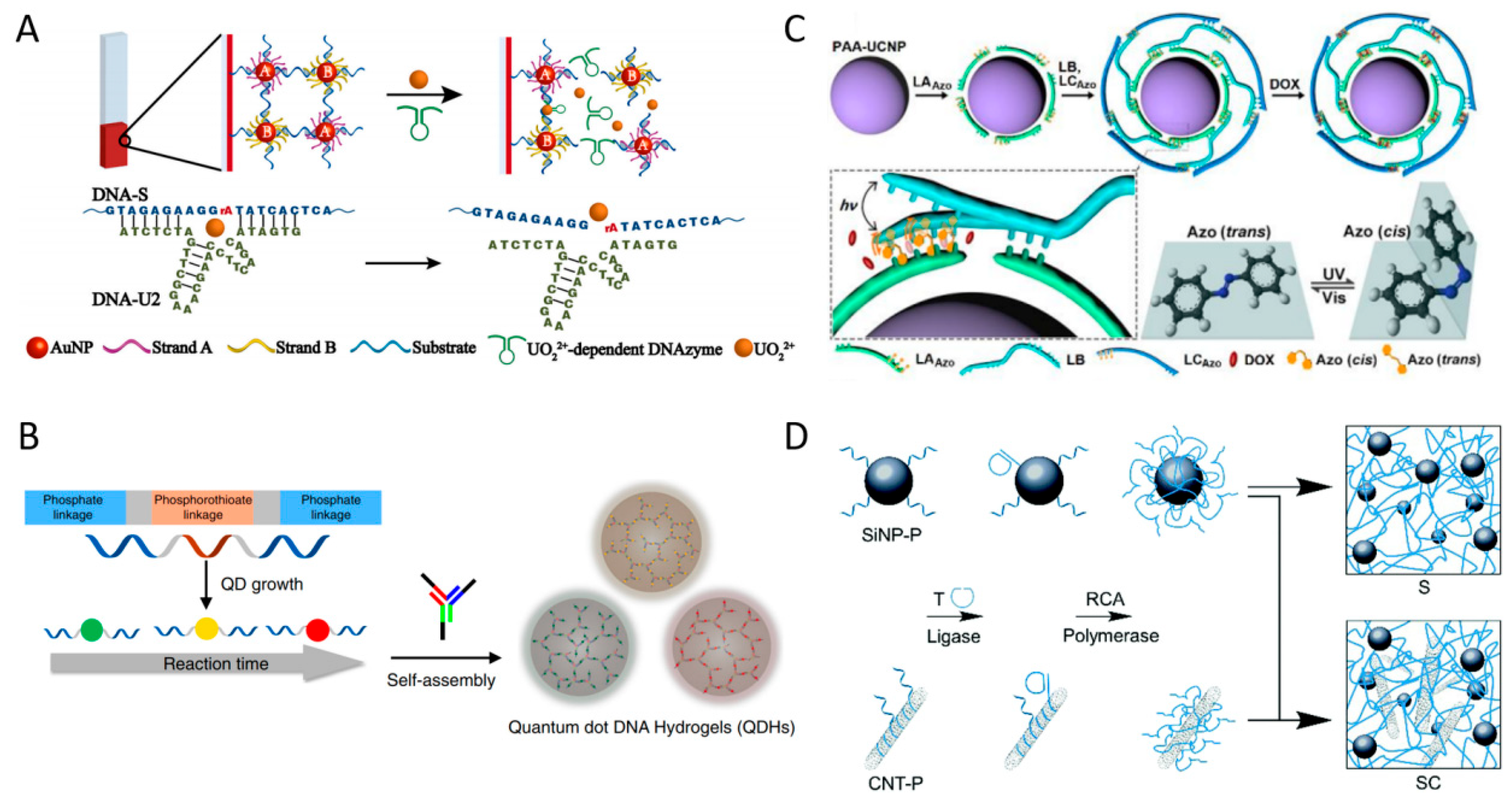Biosensors 15 00355 g008