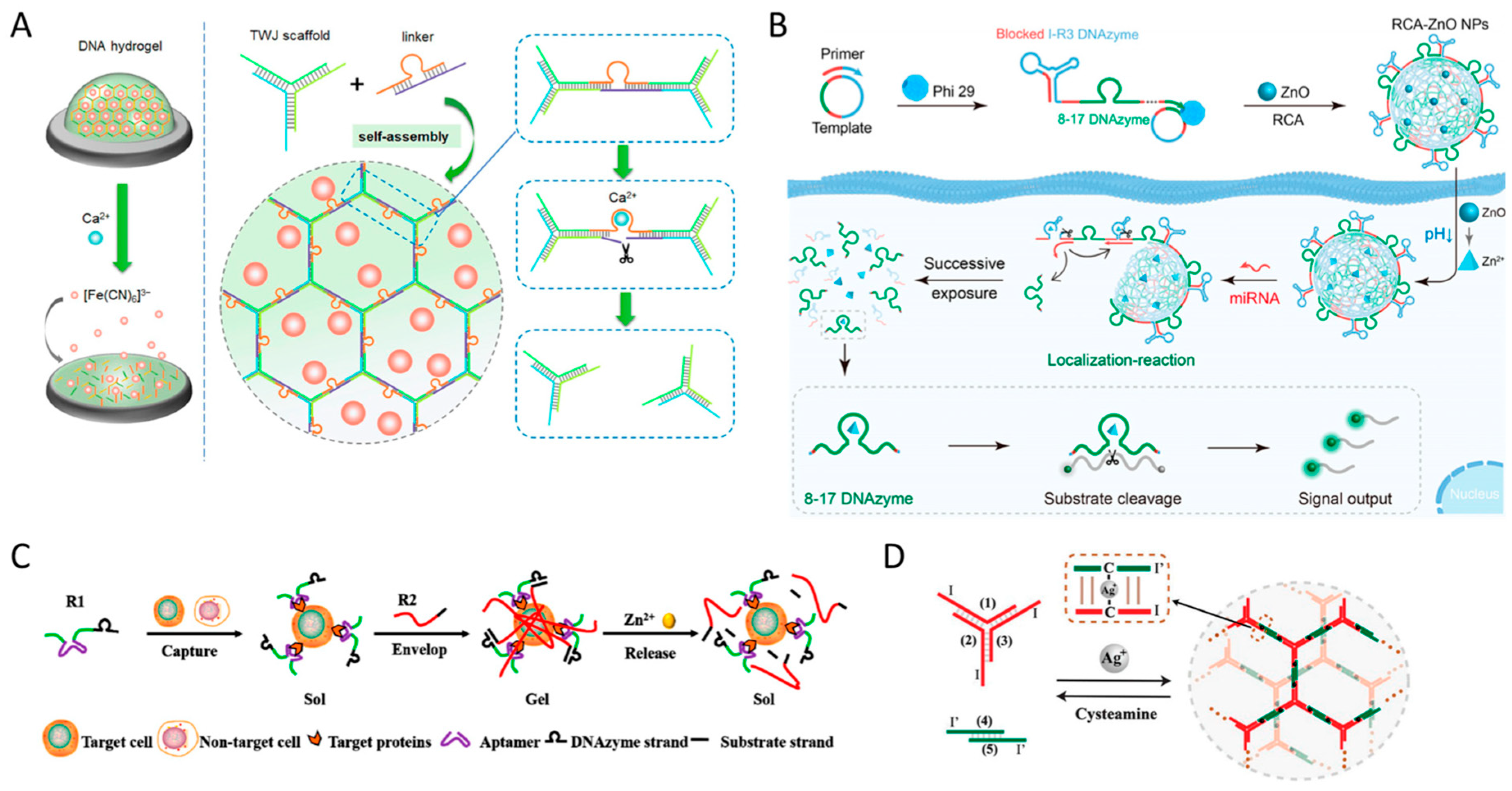 Biosensors 15 00355 g012