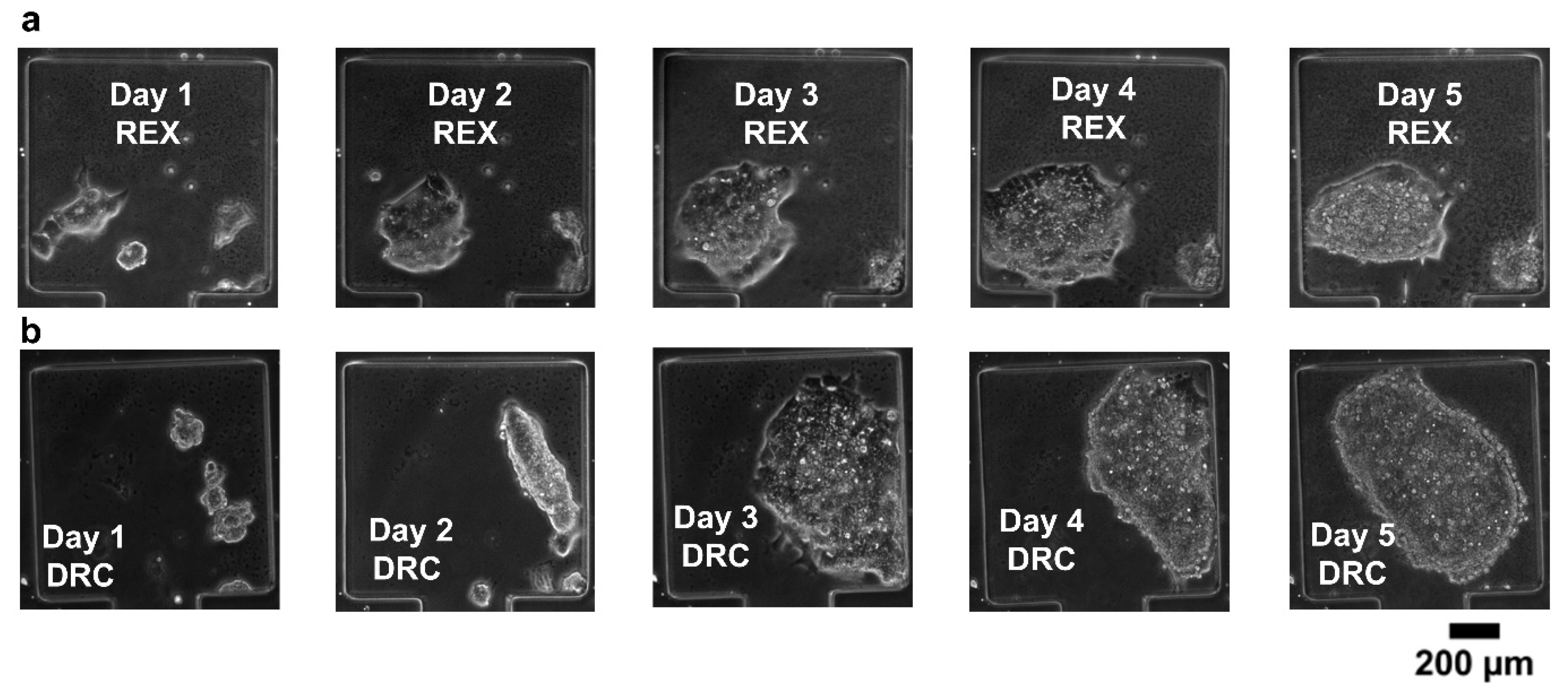 Biosensors 15 00427 g006