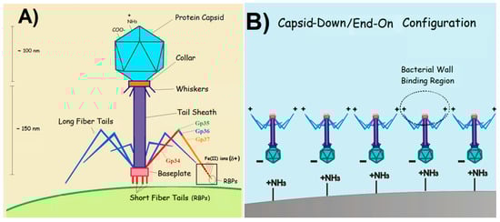 Biosensors 15 00467 g001