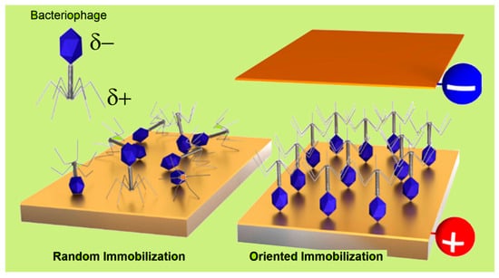 Biosensors 15 00467 g006