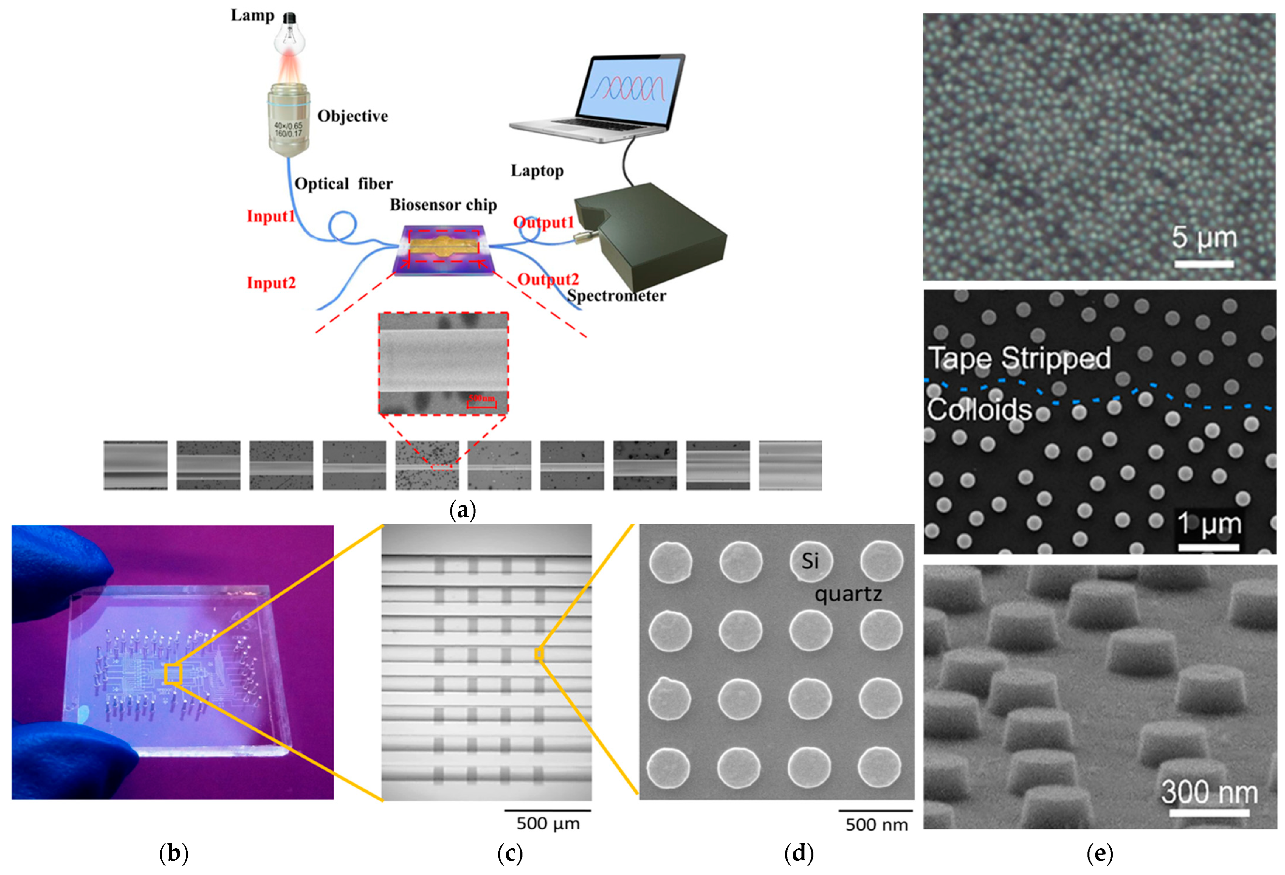 Biosensors 15 00473 g007