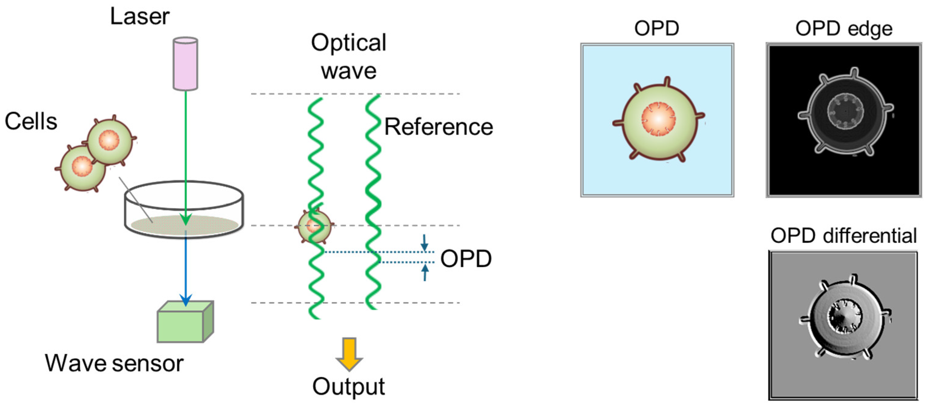 Biosensors 15 00515 g003 Biosensors 15 00515 g003