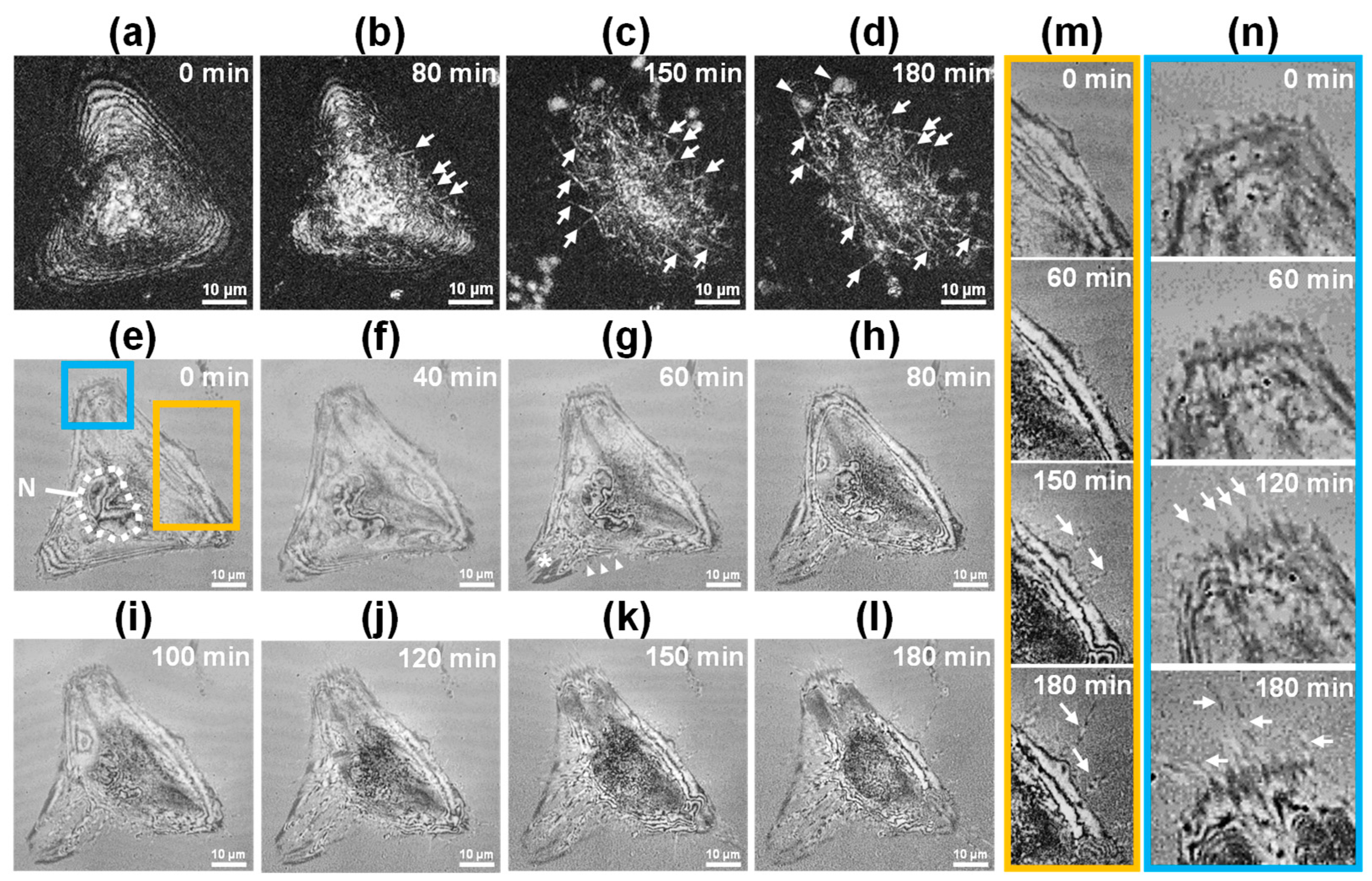 Biosensors 15 00522 g002