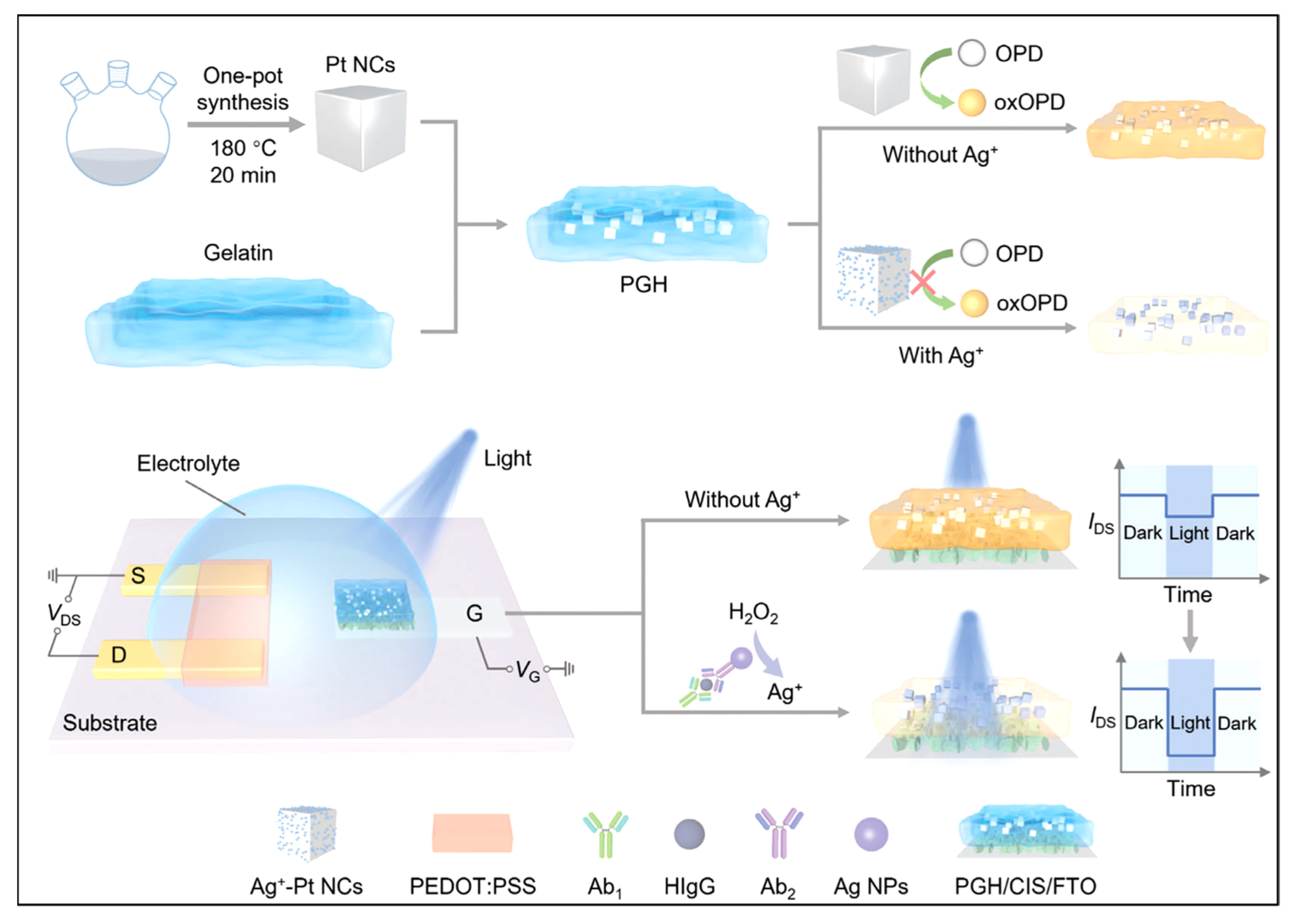 Biosensors 15 00524 g008