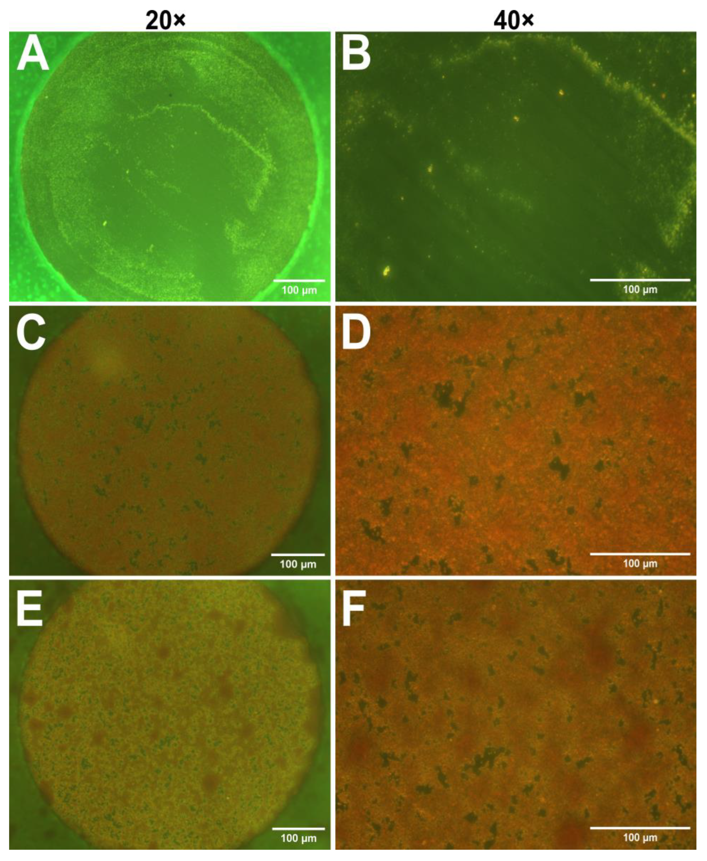 Biosensors 15 00596 g002