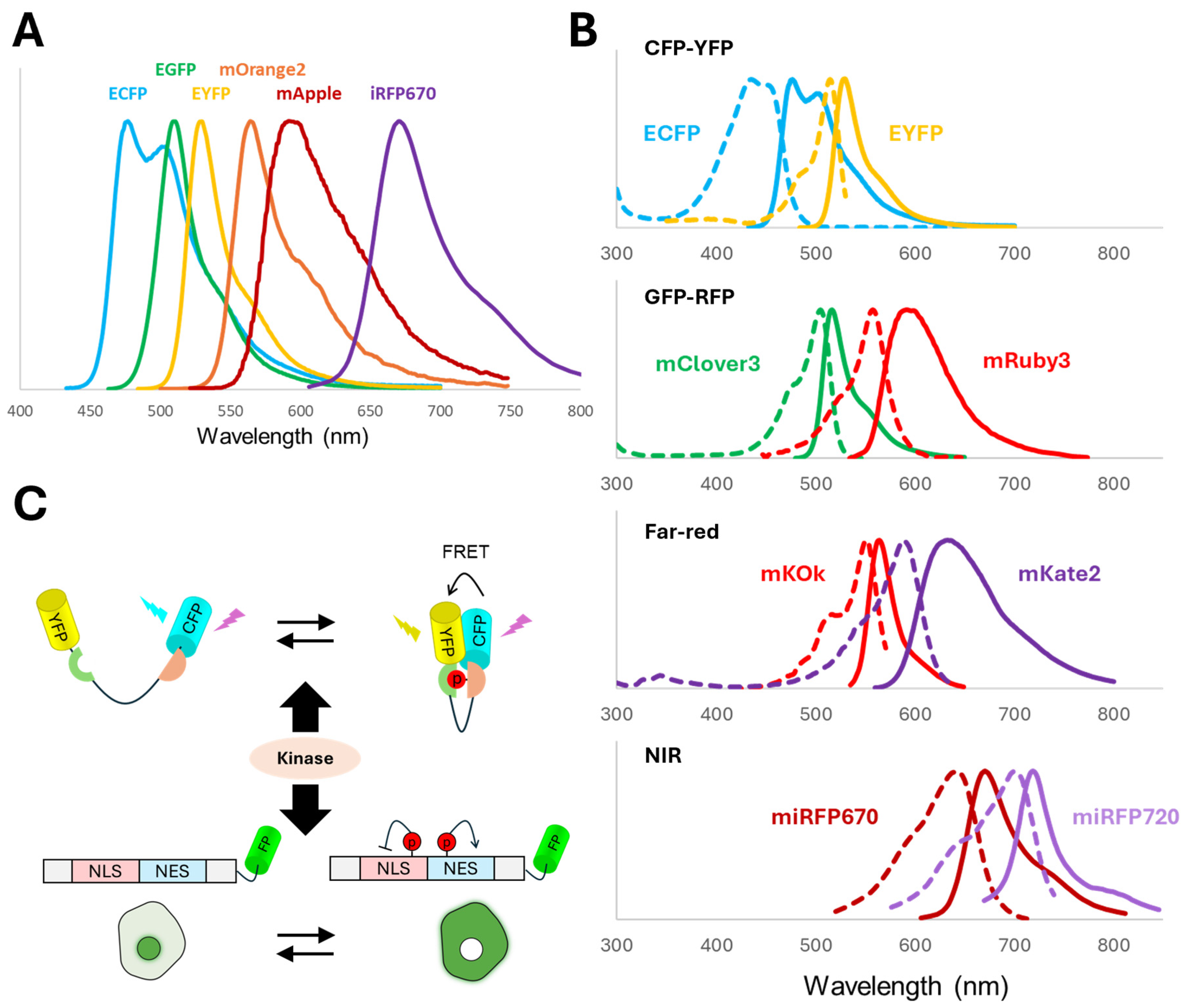 Biosensors 15 00614 g002 Biosensors 15 00614 g002