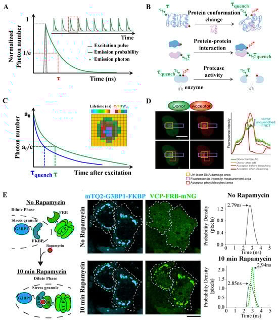 Biosensors 15 00624 g006