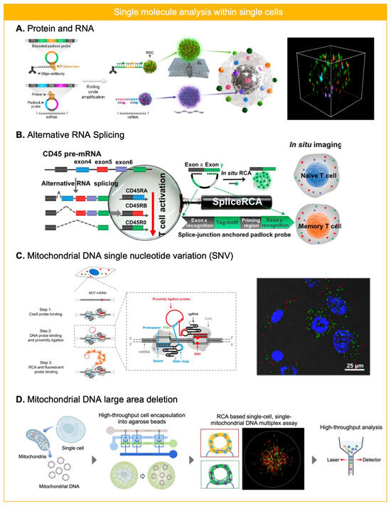 Biosensors 15 00628 g004