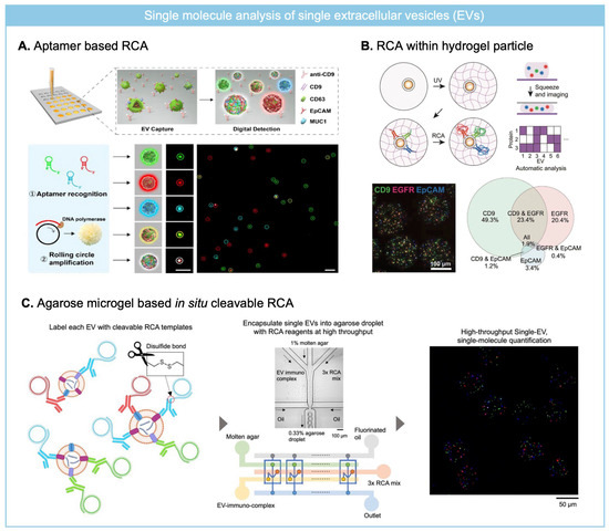 Biosensors 15 00628 g005