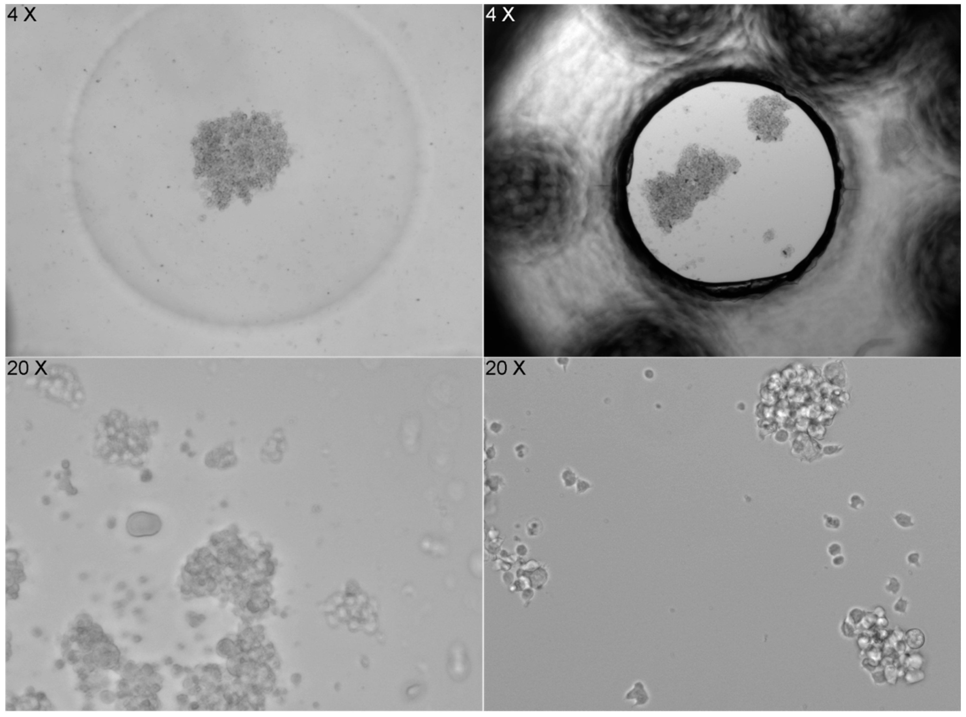 Biosensors 15 00693 g007 Biosensors 15 00693 g007