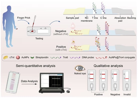 Aptamer-Based Gold Nanoparticle Lateral Flow Assay for Rapid Detection ...