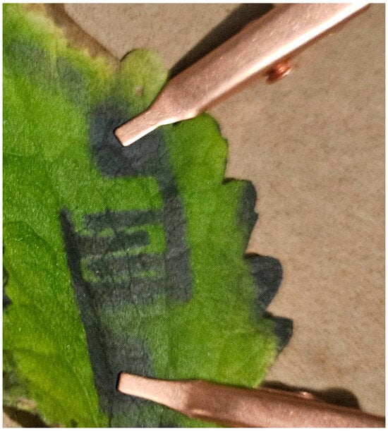 Biosensors 15 00805 g0a1