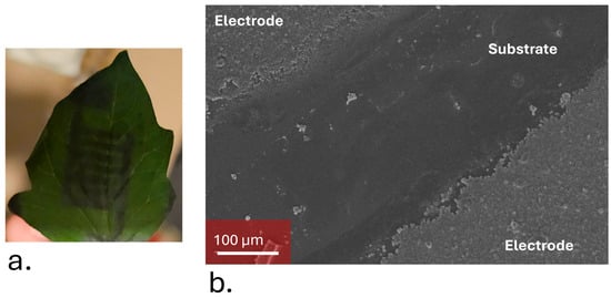 Biosensors 15 00805 g0a10
