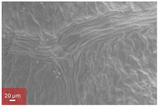 Biosensors 15 00805 g0a6