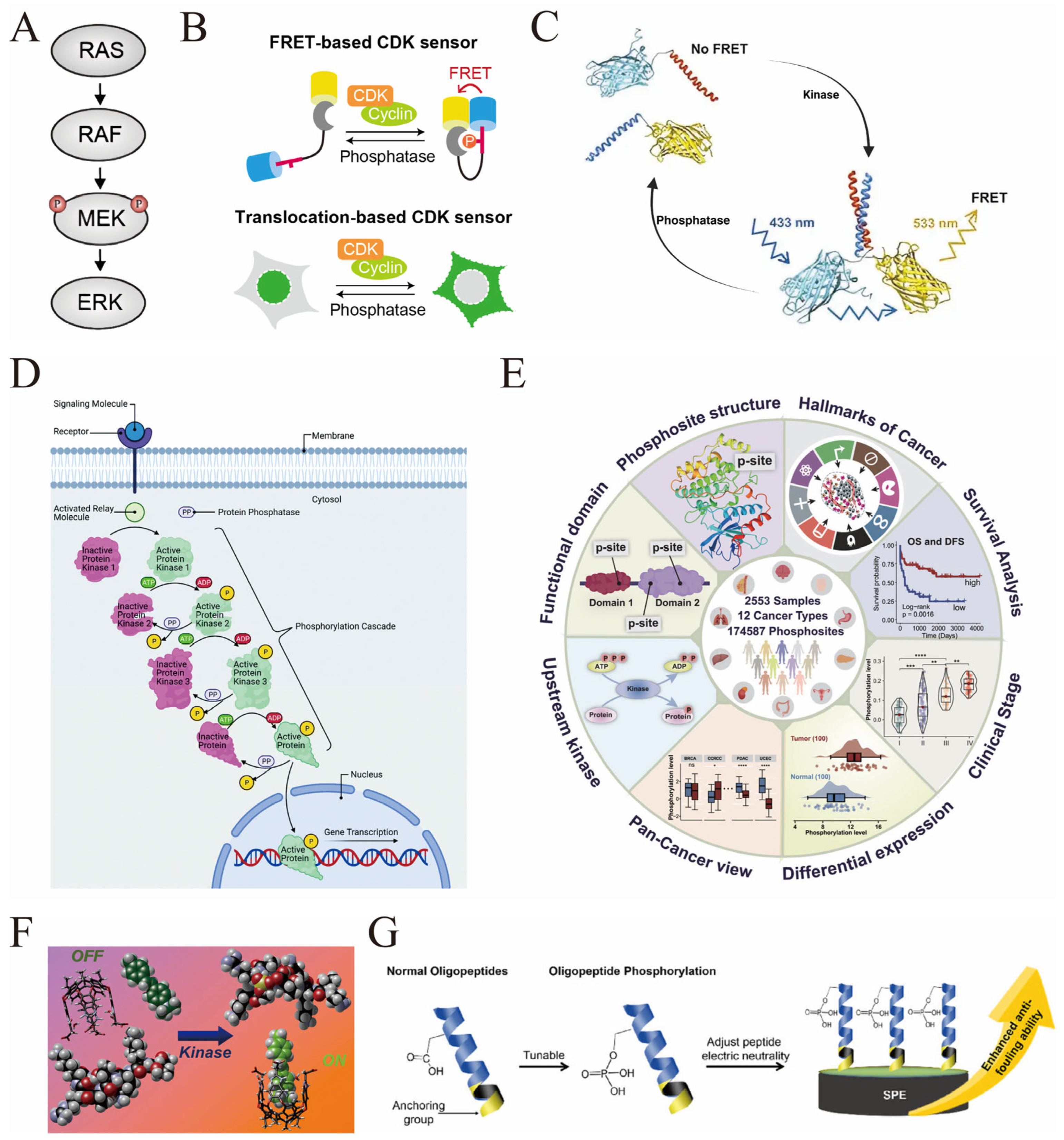 Biosensors 16 00021 g001