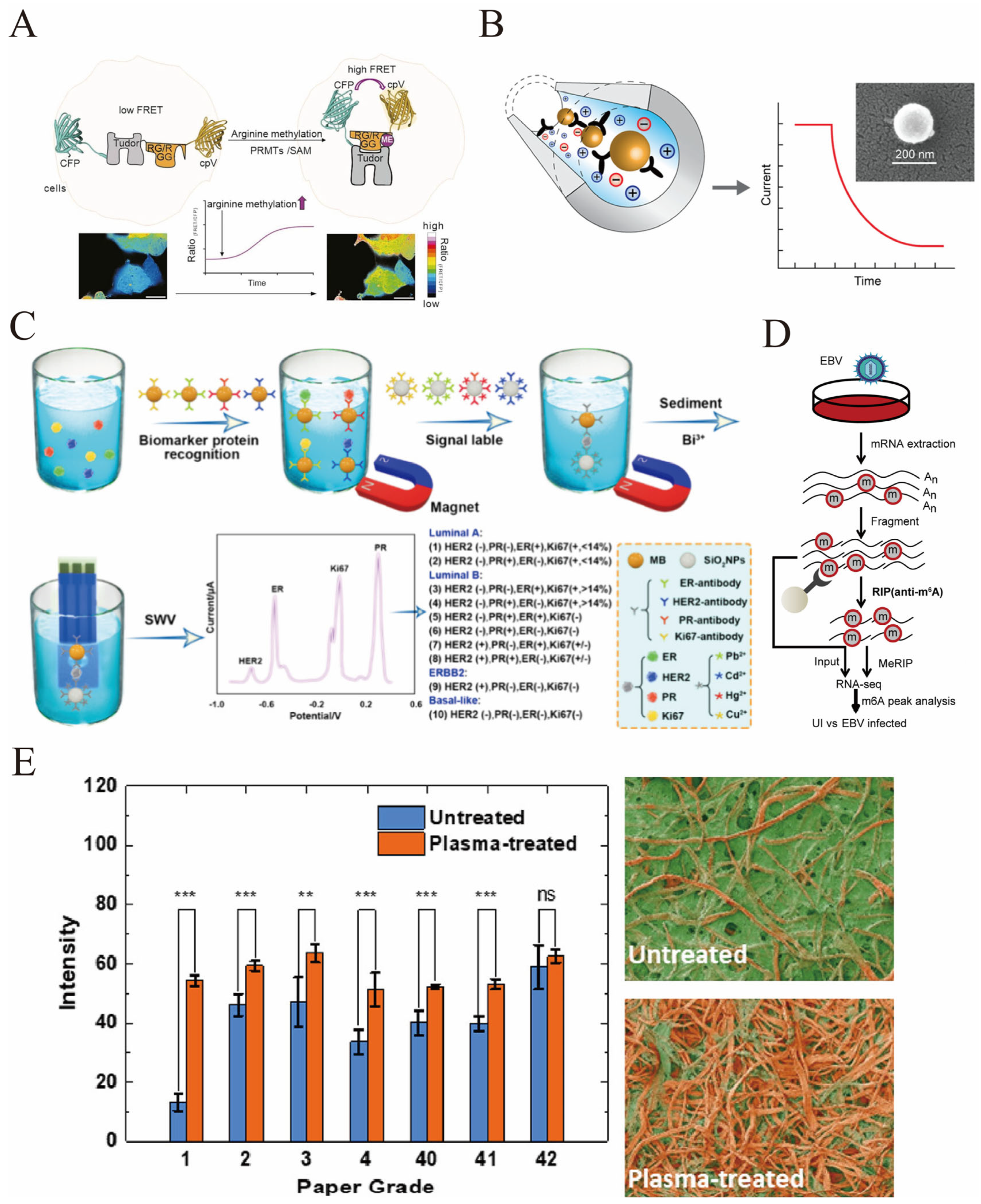 Biosensors 16 00021 g006