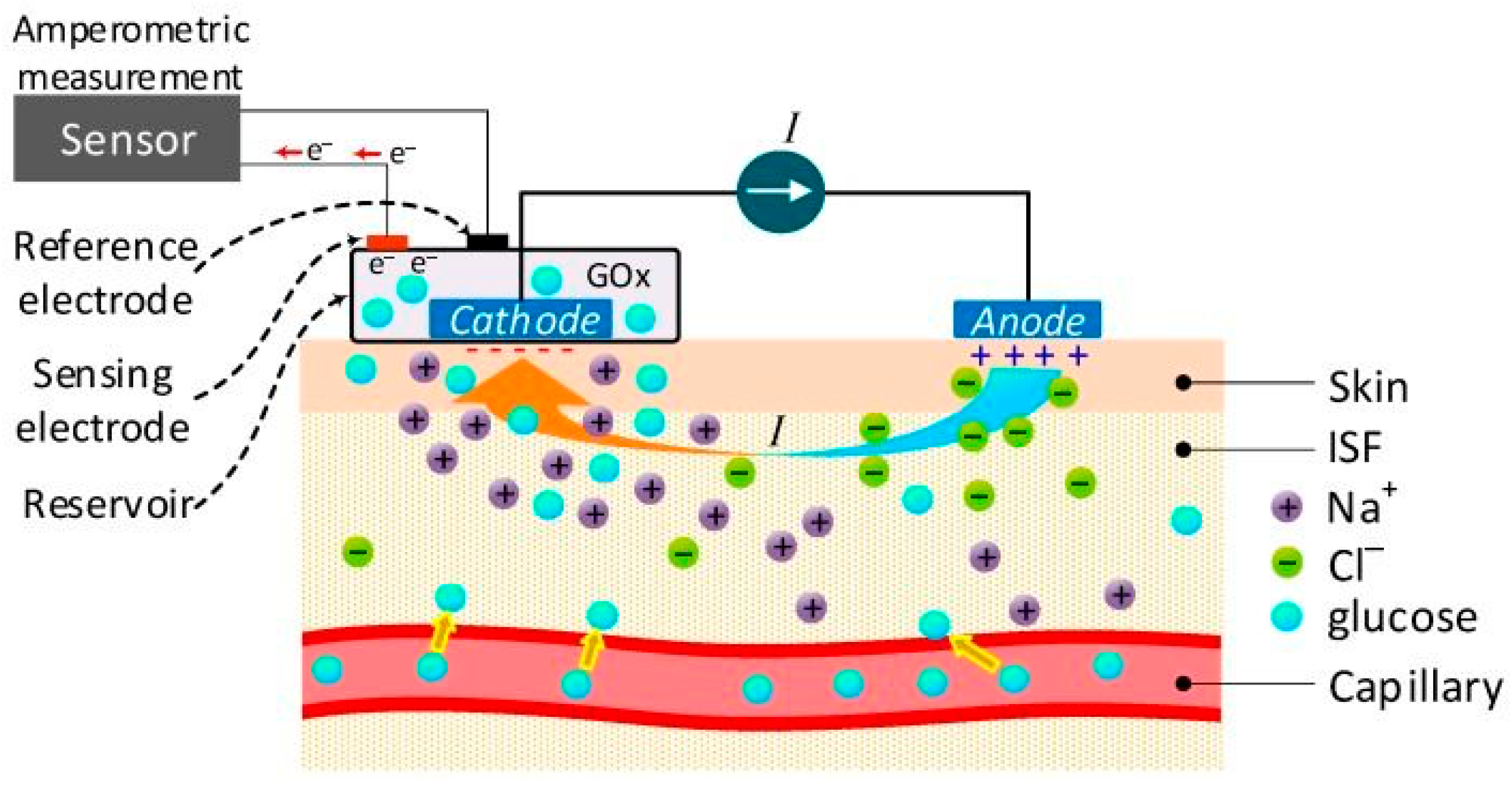 Biosensors 16 00039 g002 Biosensors 16 00039 g002