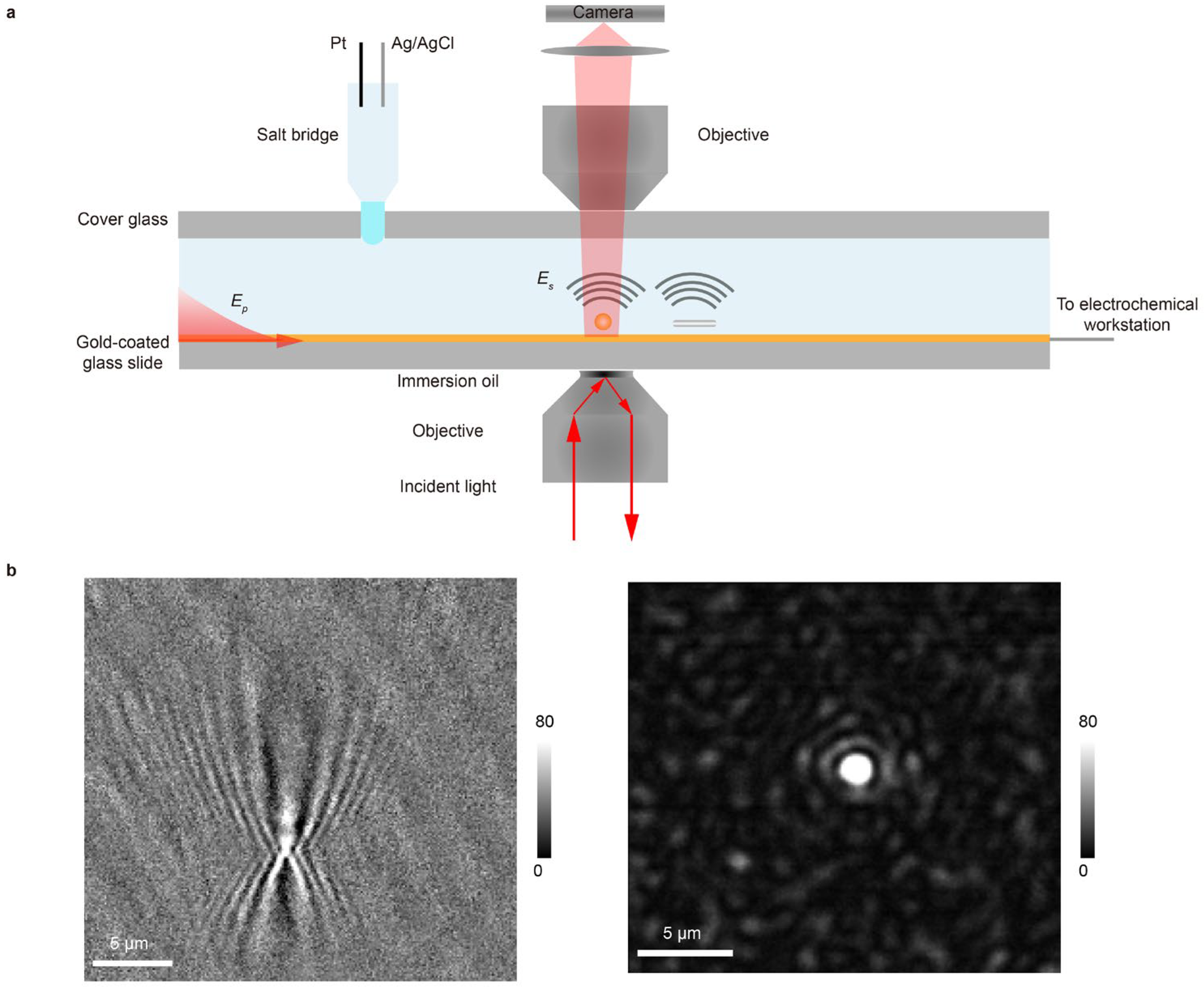 Biosensors 16 00086 g001