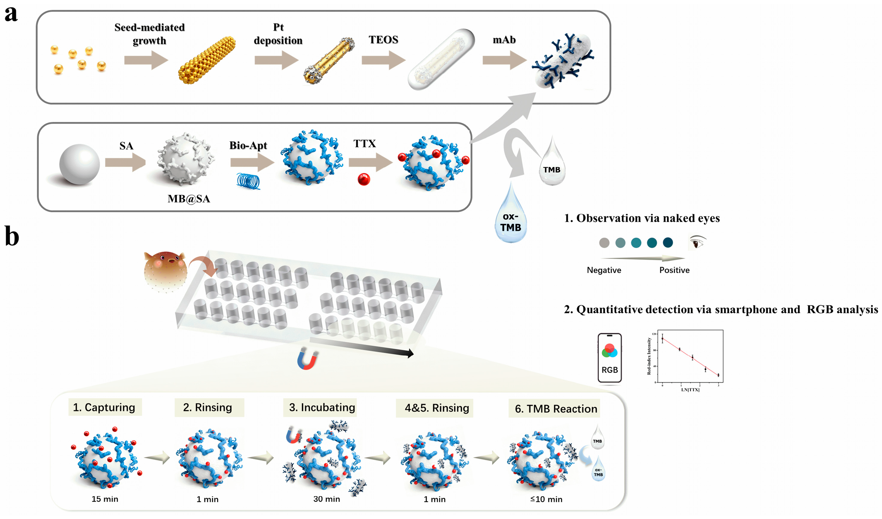 Biosensors 16 00089 sch001 Biosensors 16 00089 sch001