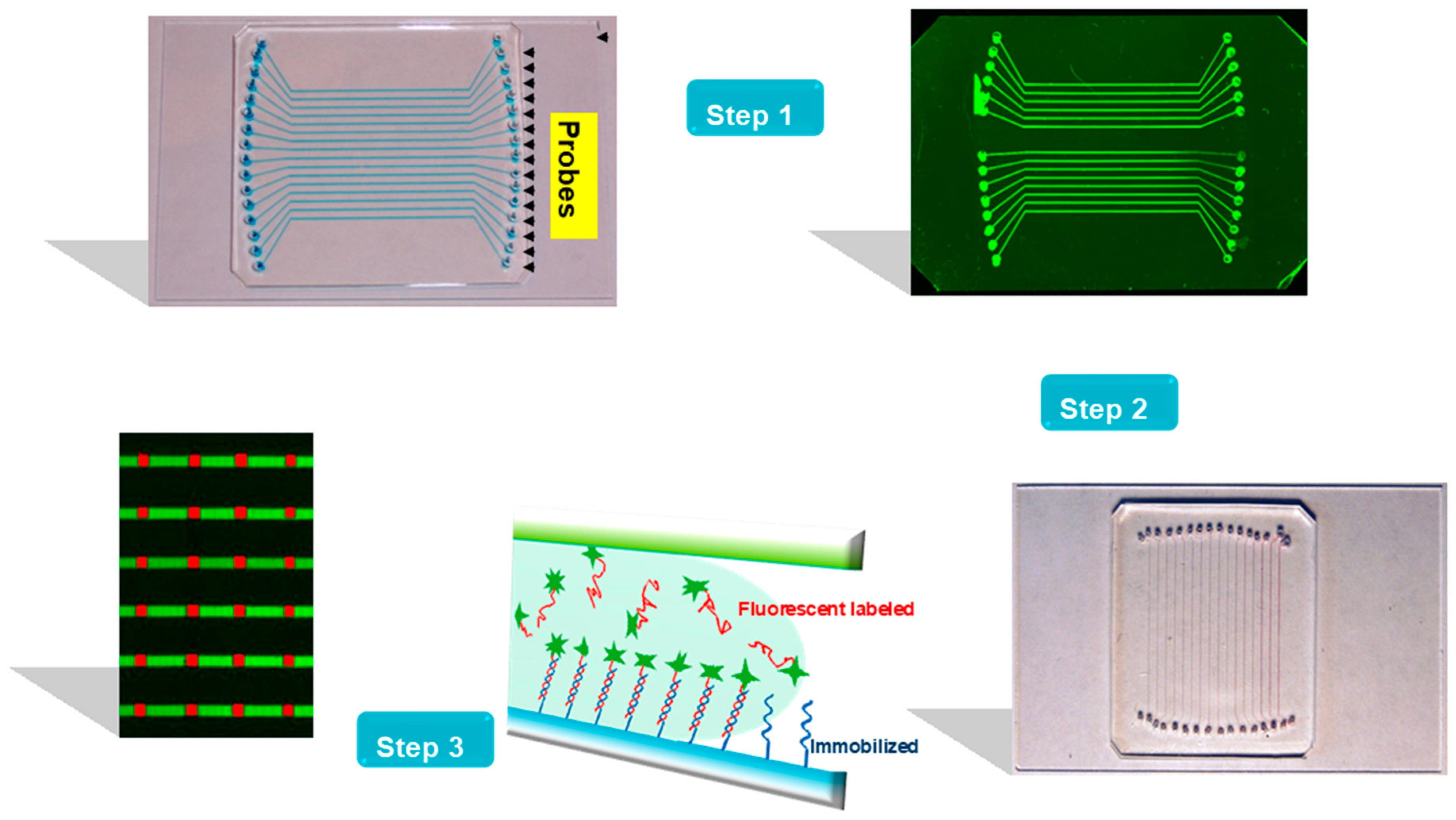 Biosensors 16 00231 g001 Biosensors 16 00231 g001