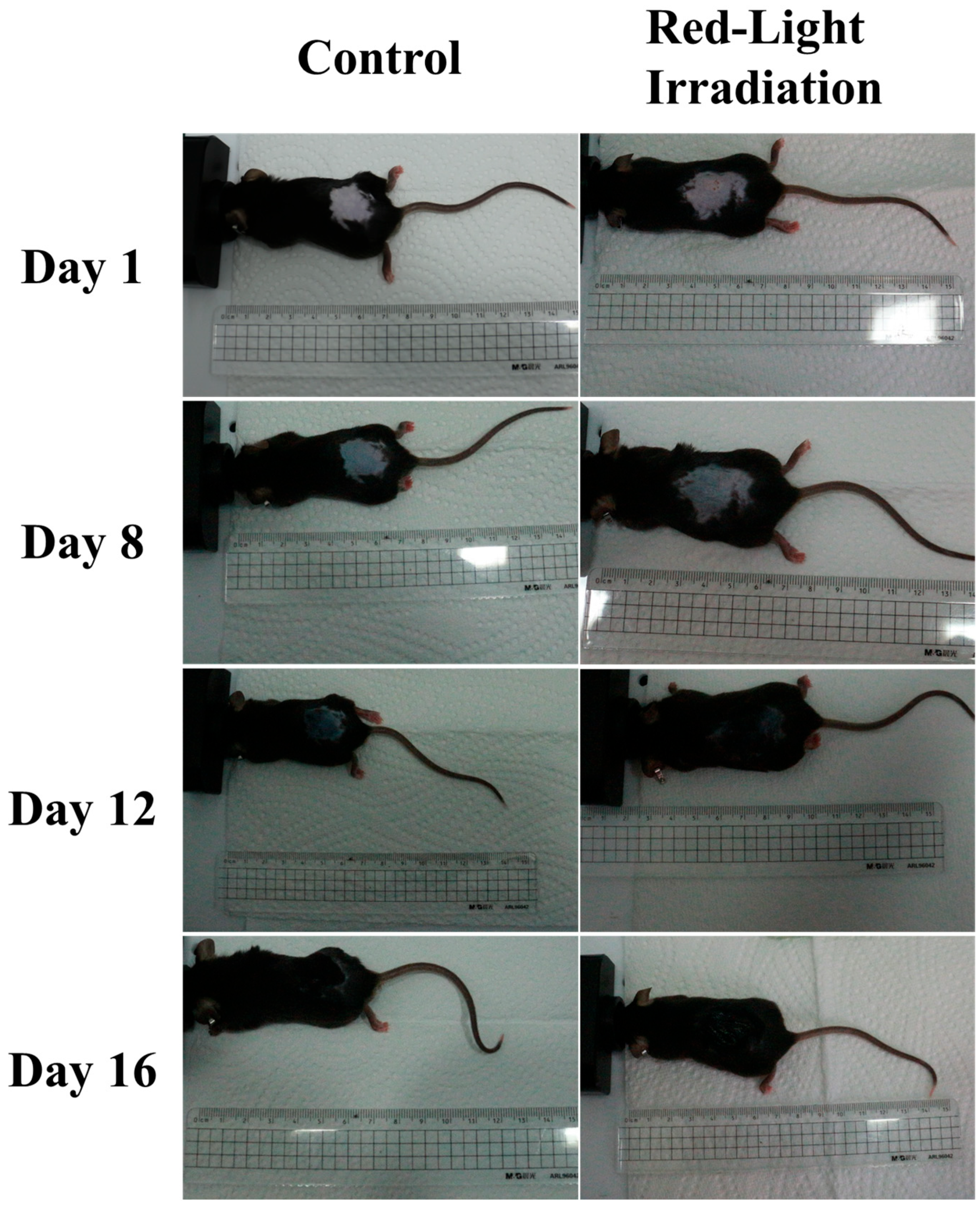 Biosensors 16 00232 g002 Biosensors 16 00232 g002