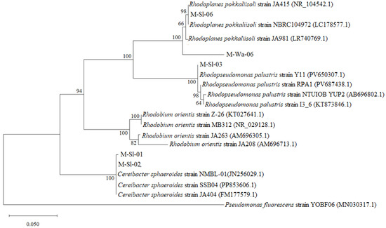 Neighbor-joining phylogenetic tree constructed from 16S rDNA sequences of five selected feldspar-potassium-solubilizing purple nonsulfur bacterial strains and their closely related strains retrieved from the GenBank database. Bootstrap values (based on 1000 replicates) are shown at the branching points. The scale bar represents 0.05 nucleotide substitutions per site, and GenBank accession numbers are provided in parentheses.