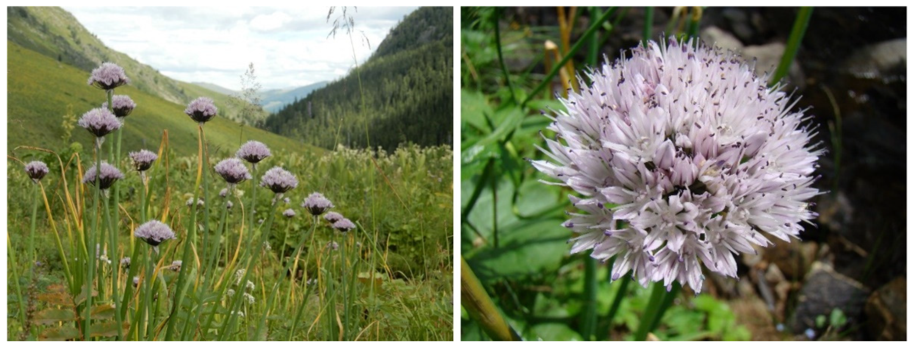 Biotech 10 00023 g002