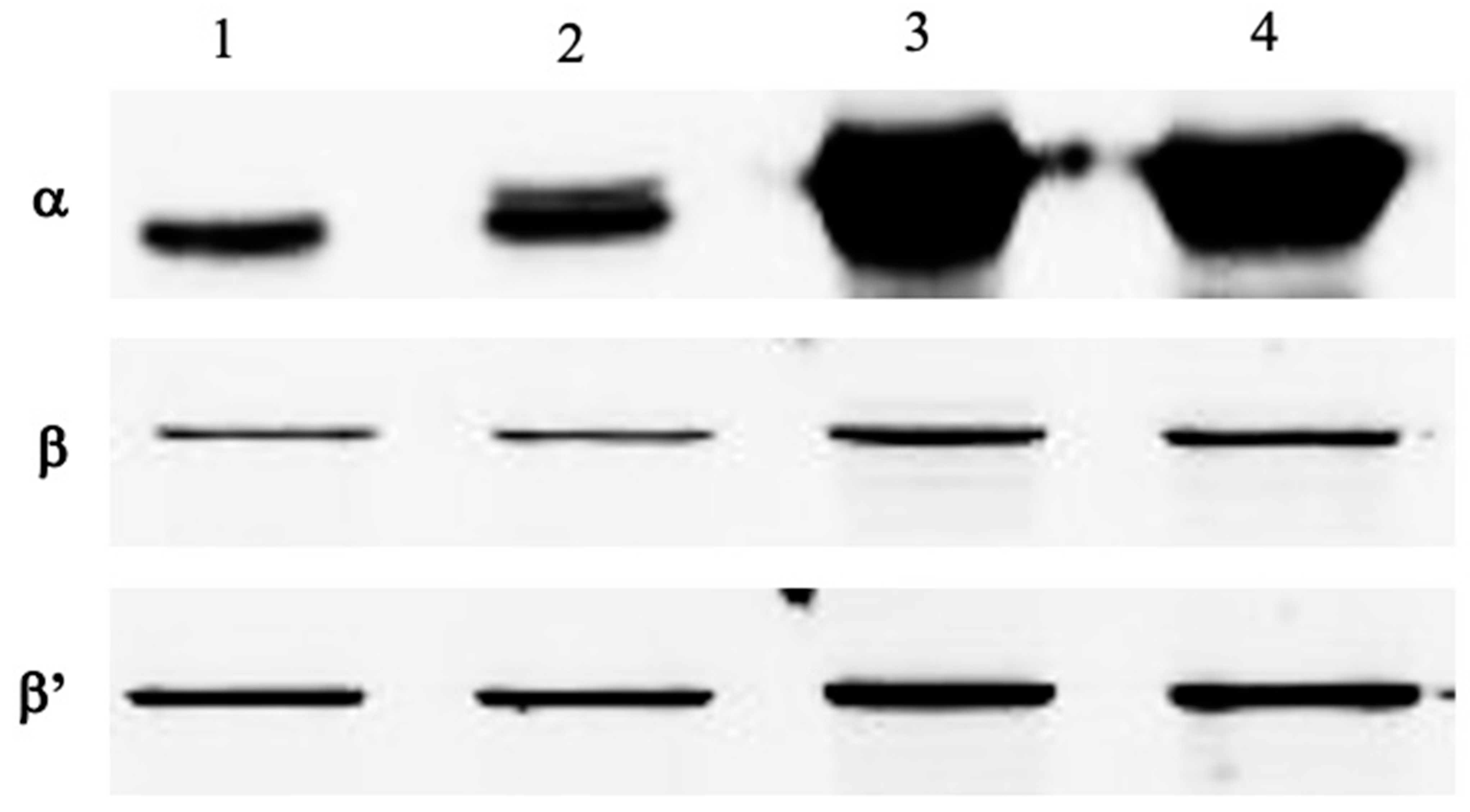 Biotech 10 00024 g002