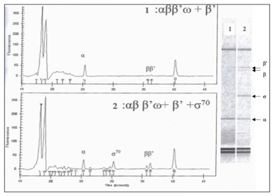Biotech 10 00024 g003
