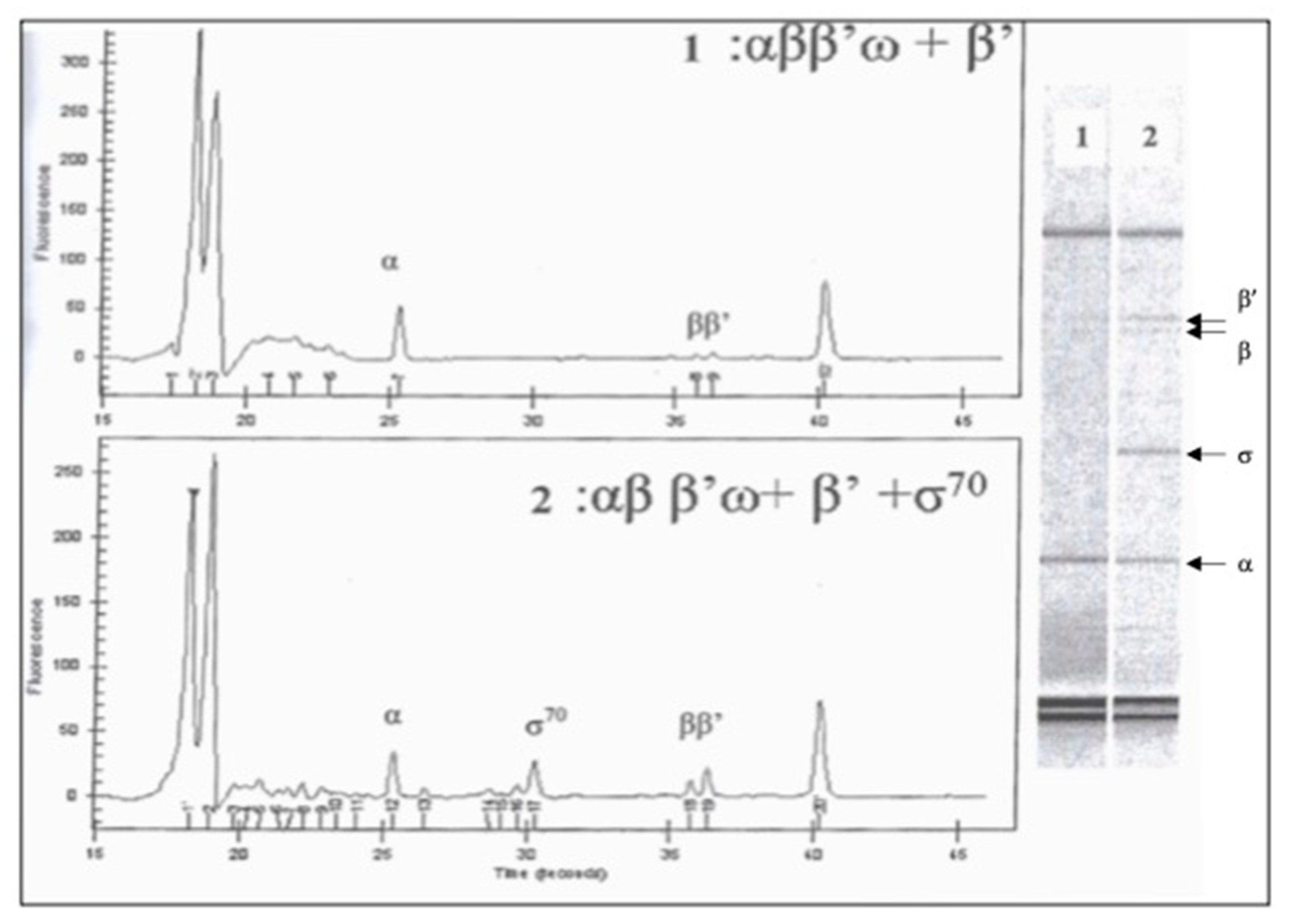 Biotech 10 00024 g003