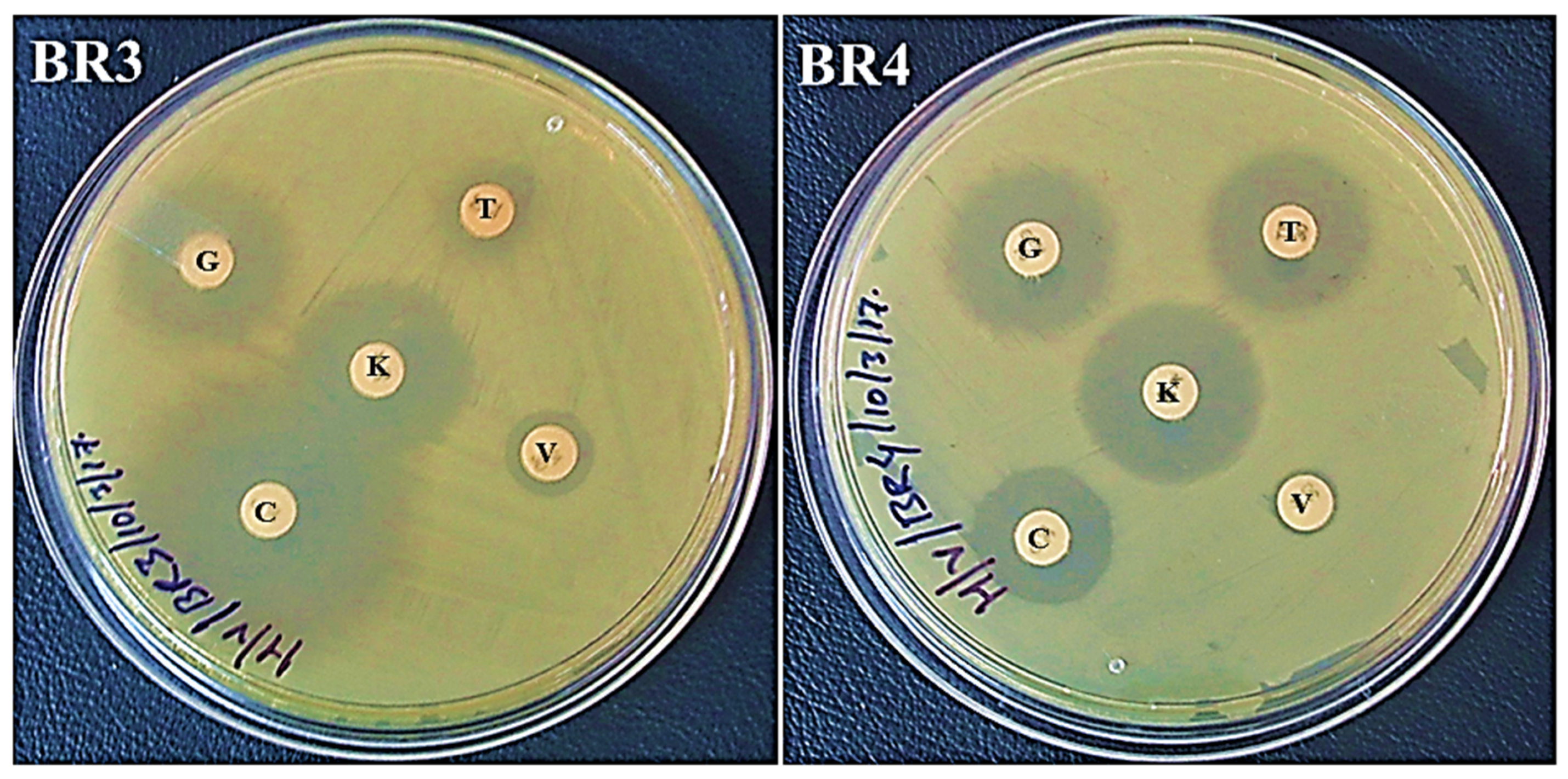 Biotech 11 00004 g003