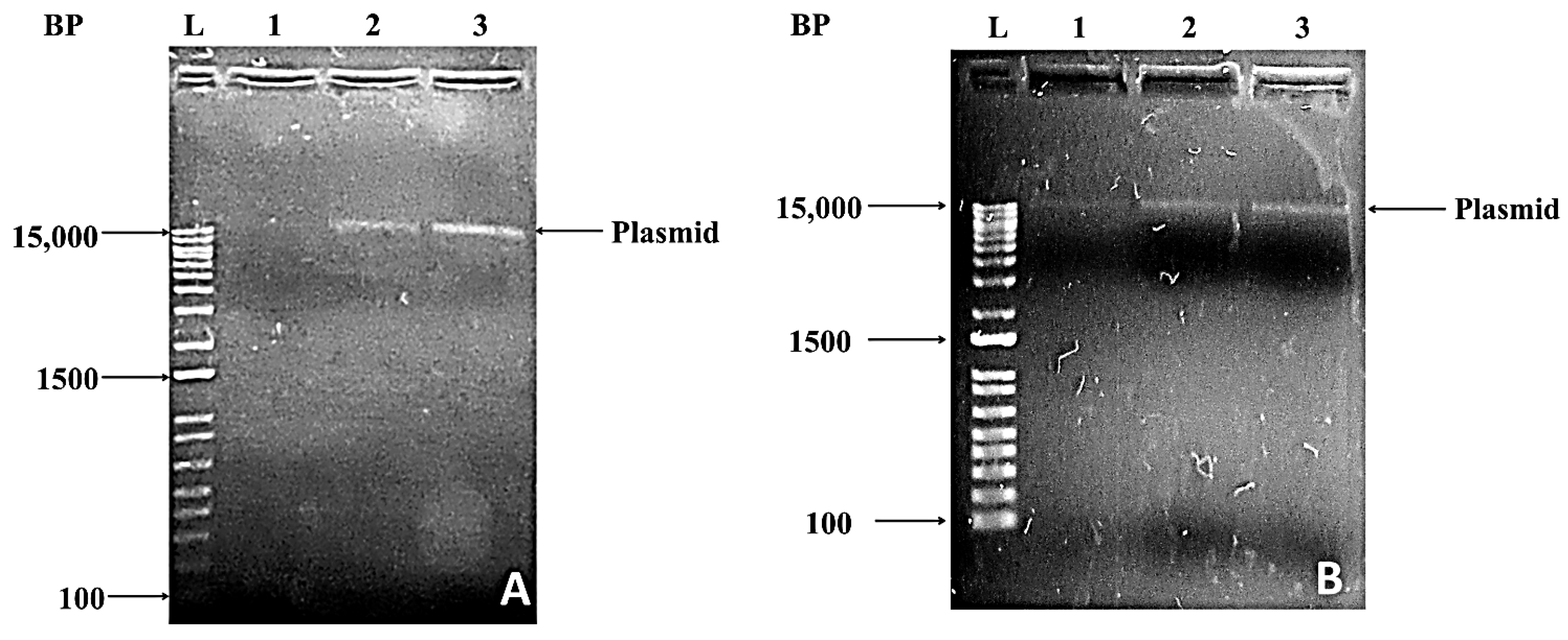 Biotech 11 00004 g004