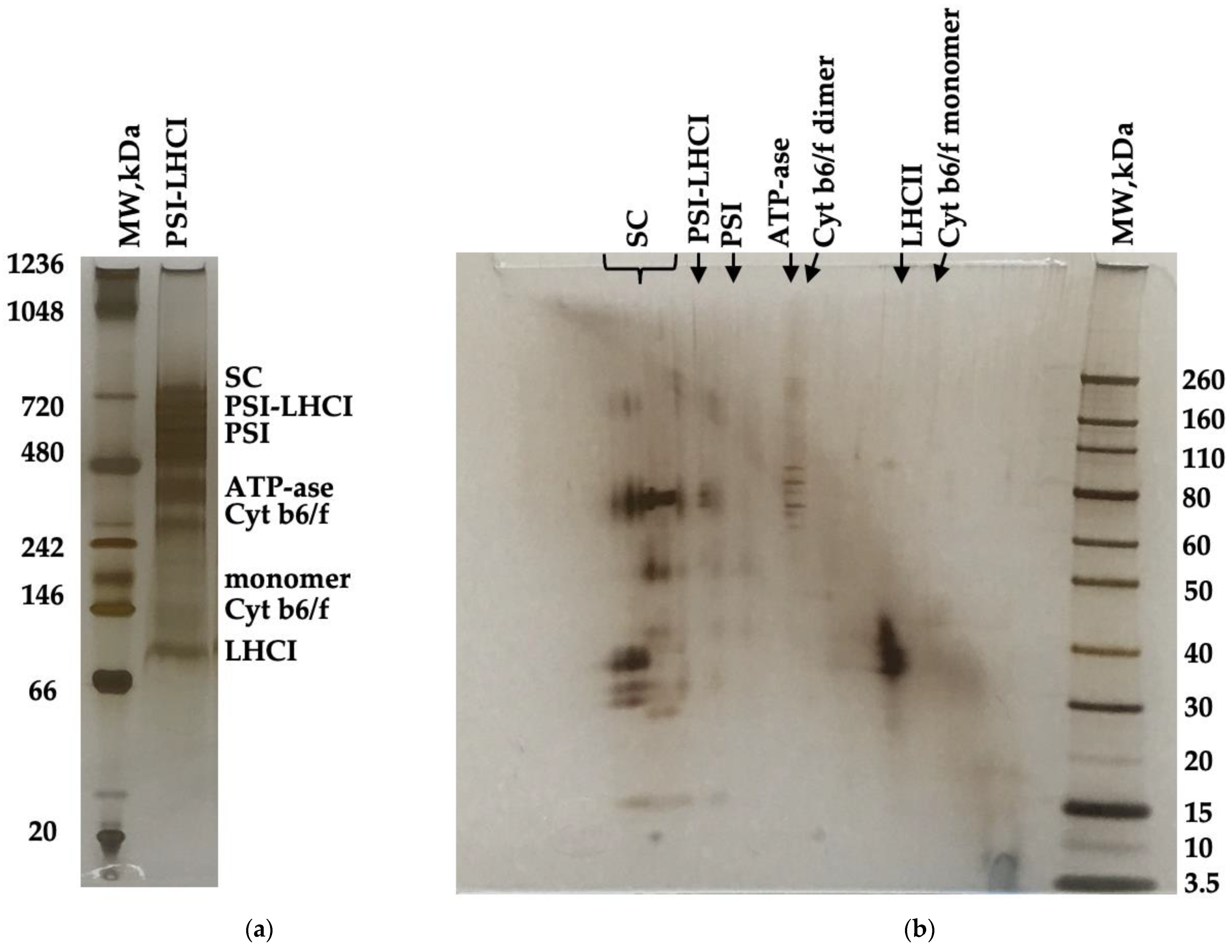 Biotech 11 00009 g003