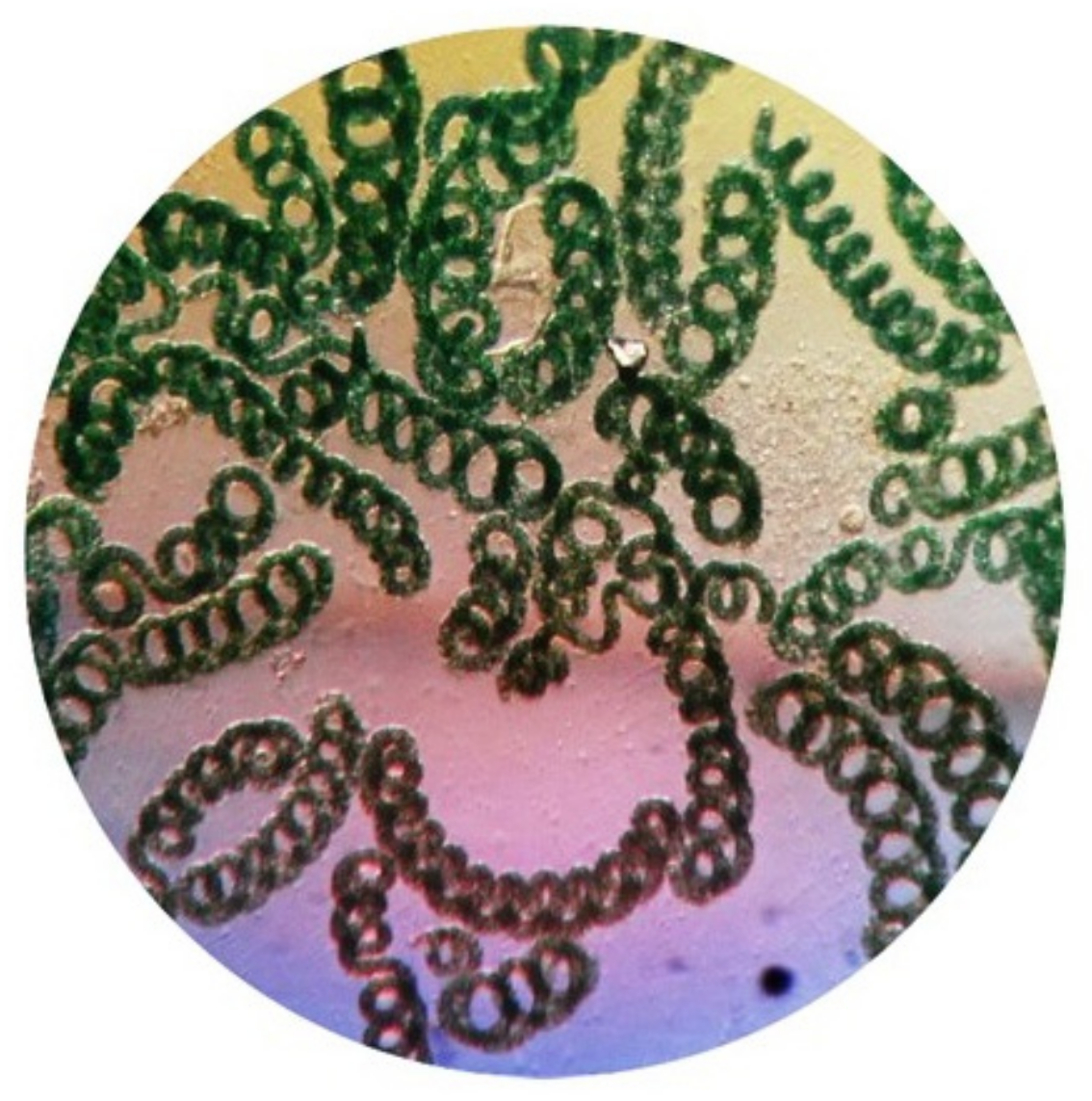 Biotech 11 00013 g002