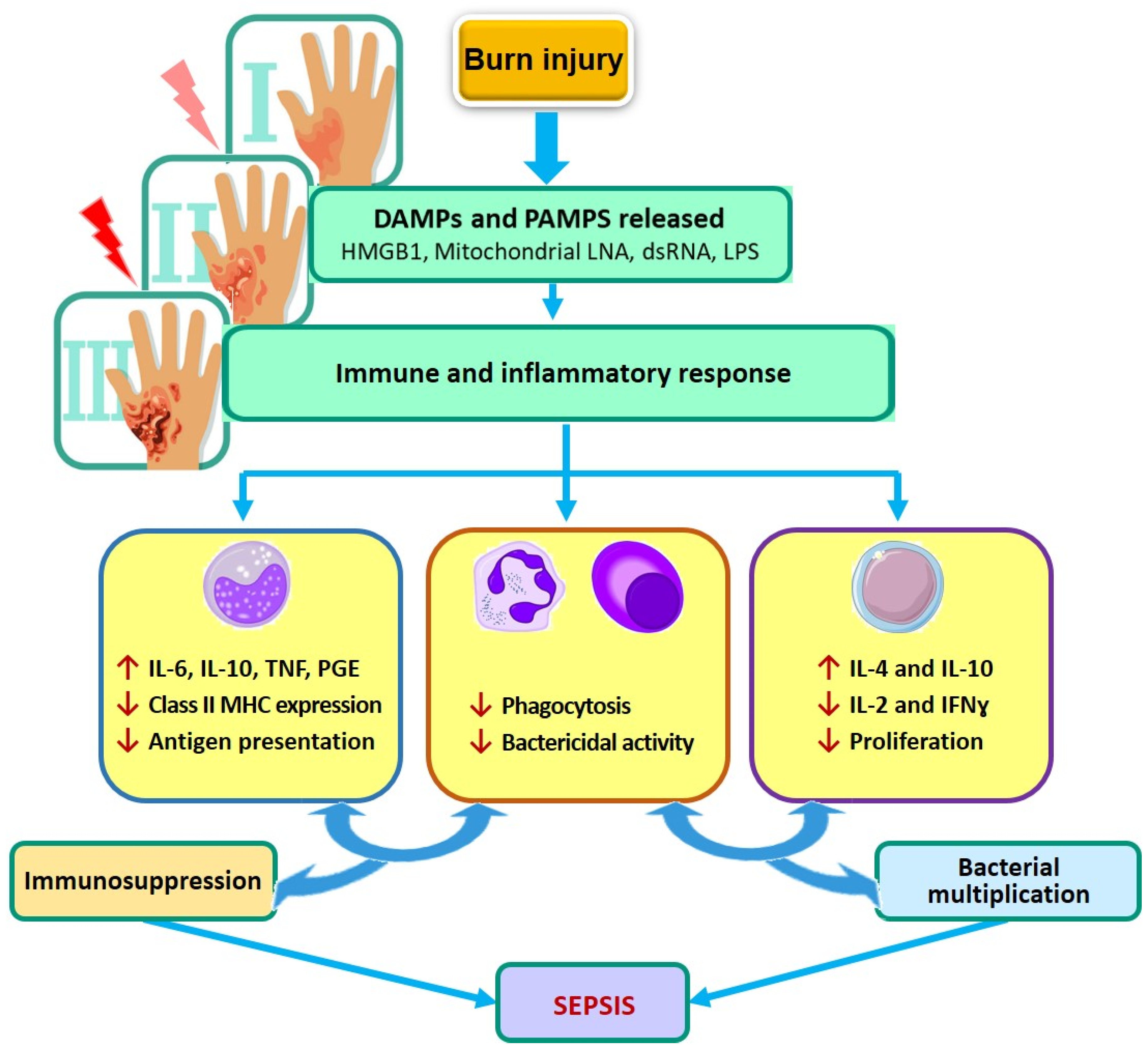 Biotech 11 00018 g002