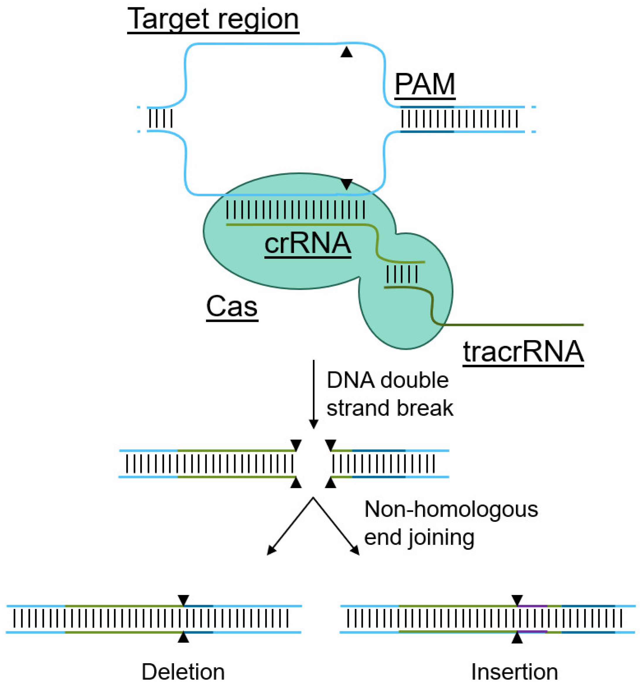 Biotech 11 00025 g002