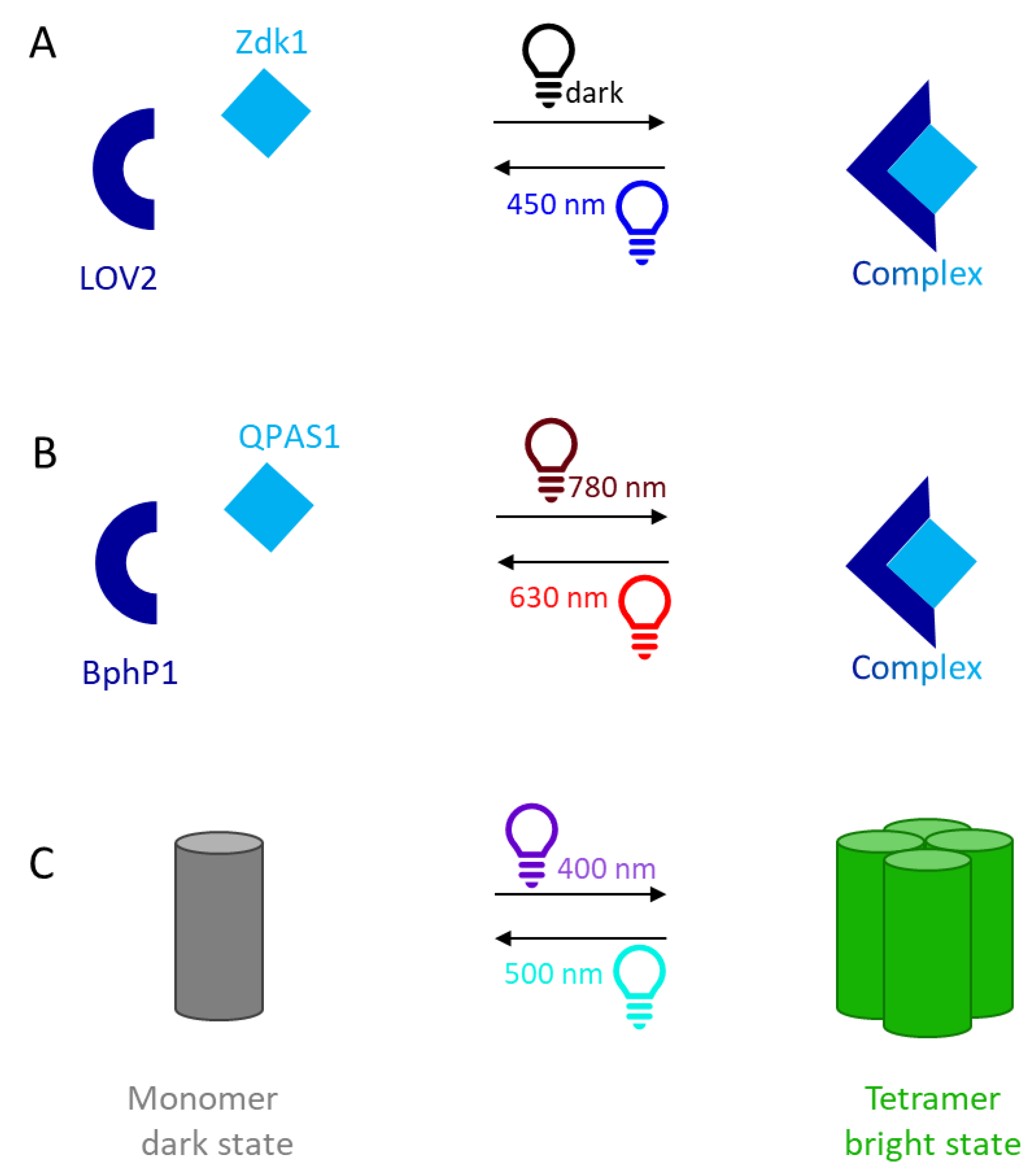 Biotech 11 00049 g001
