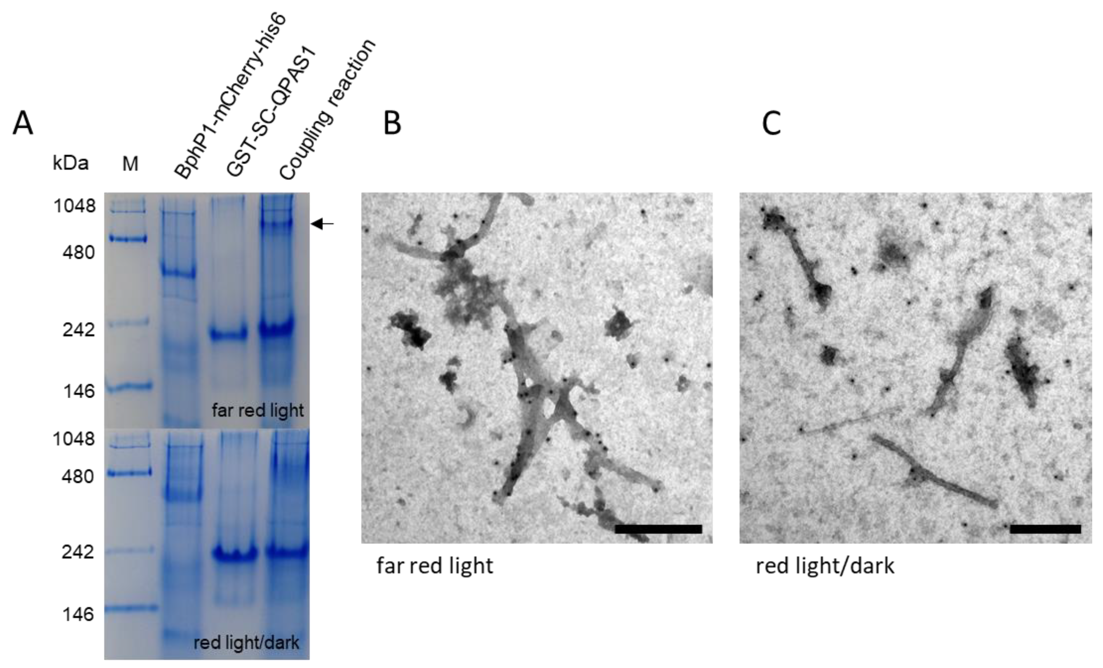 Biotech 11 00049 g004