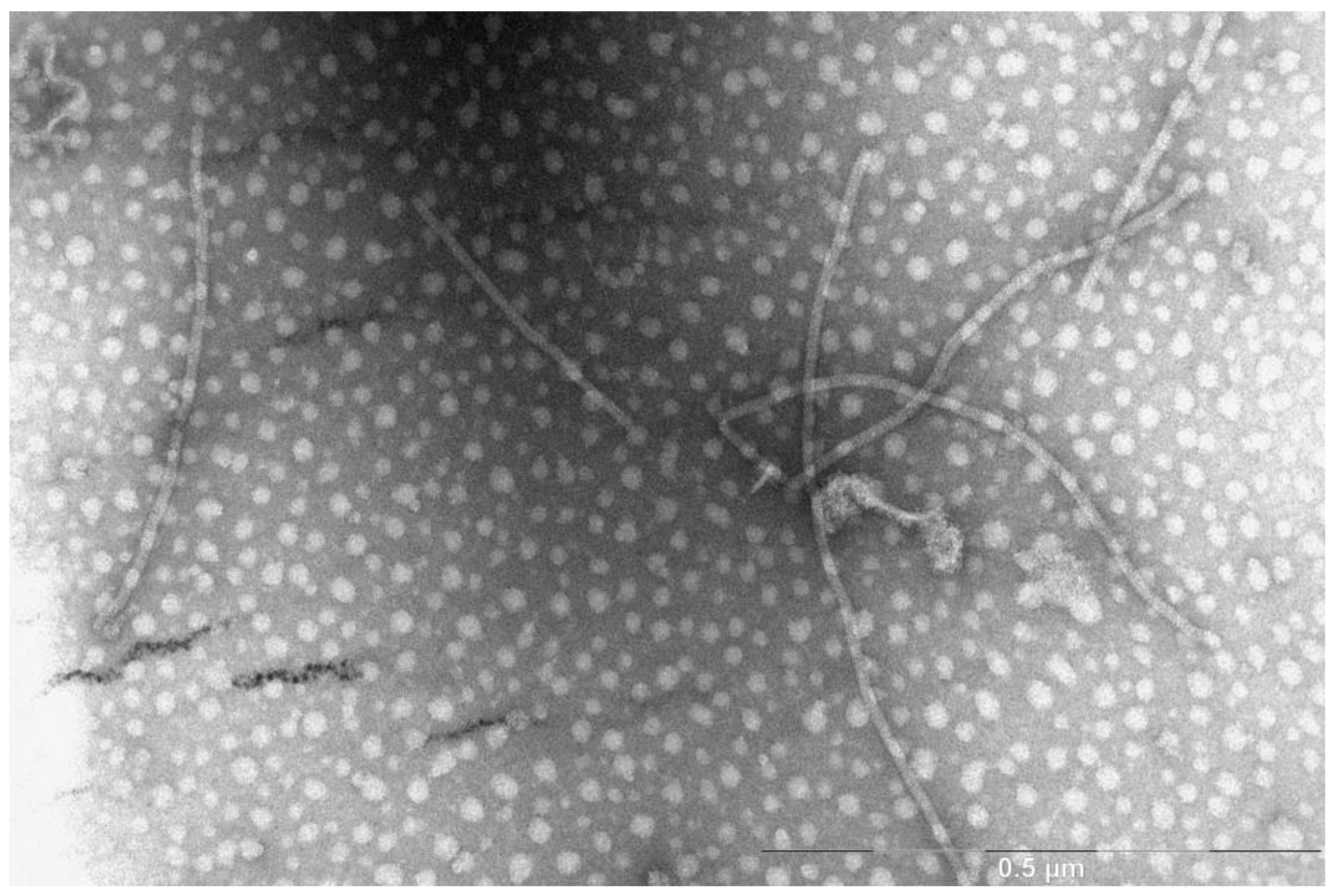 Biotech 11 00052 g001