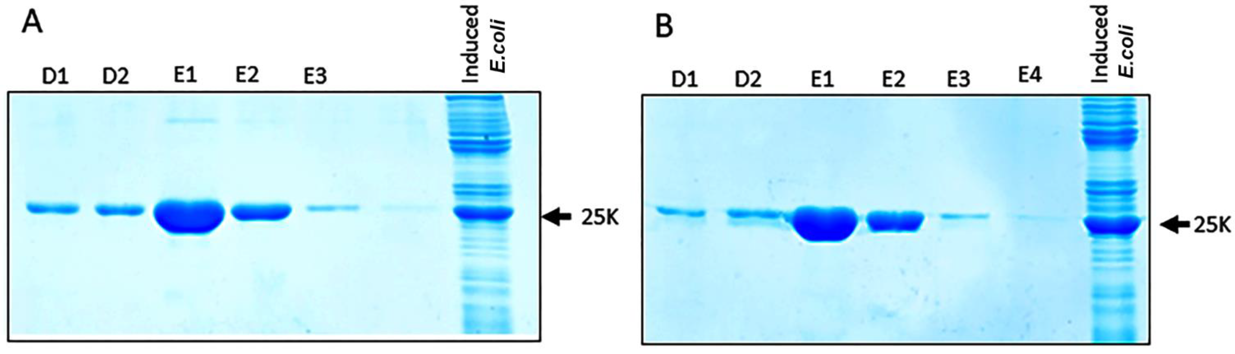 Biotech 11 00052 g005