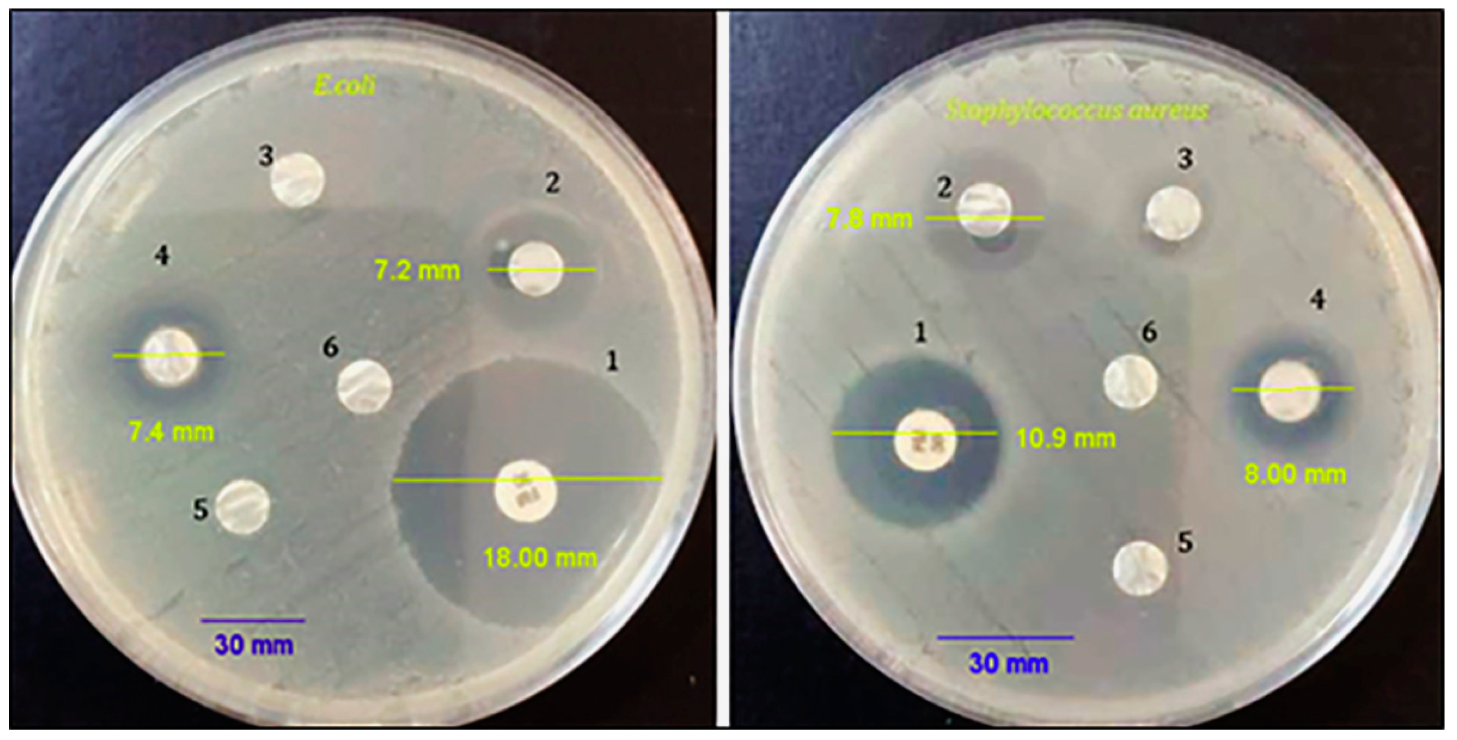 Biotech 12 00019 g005