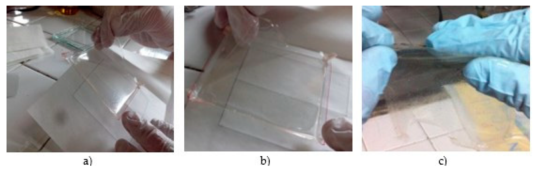 Biotech 12 00020 g002