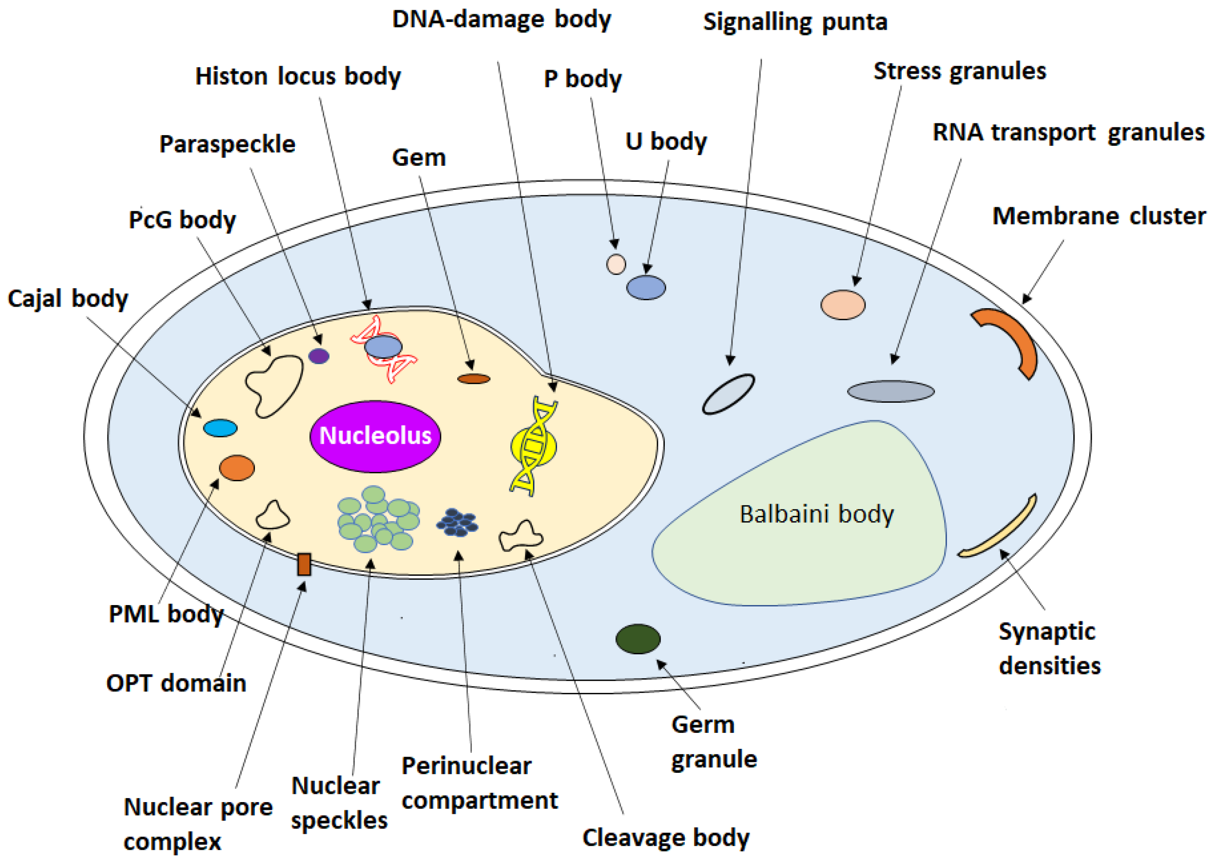 Biotech 12 00026 g001