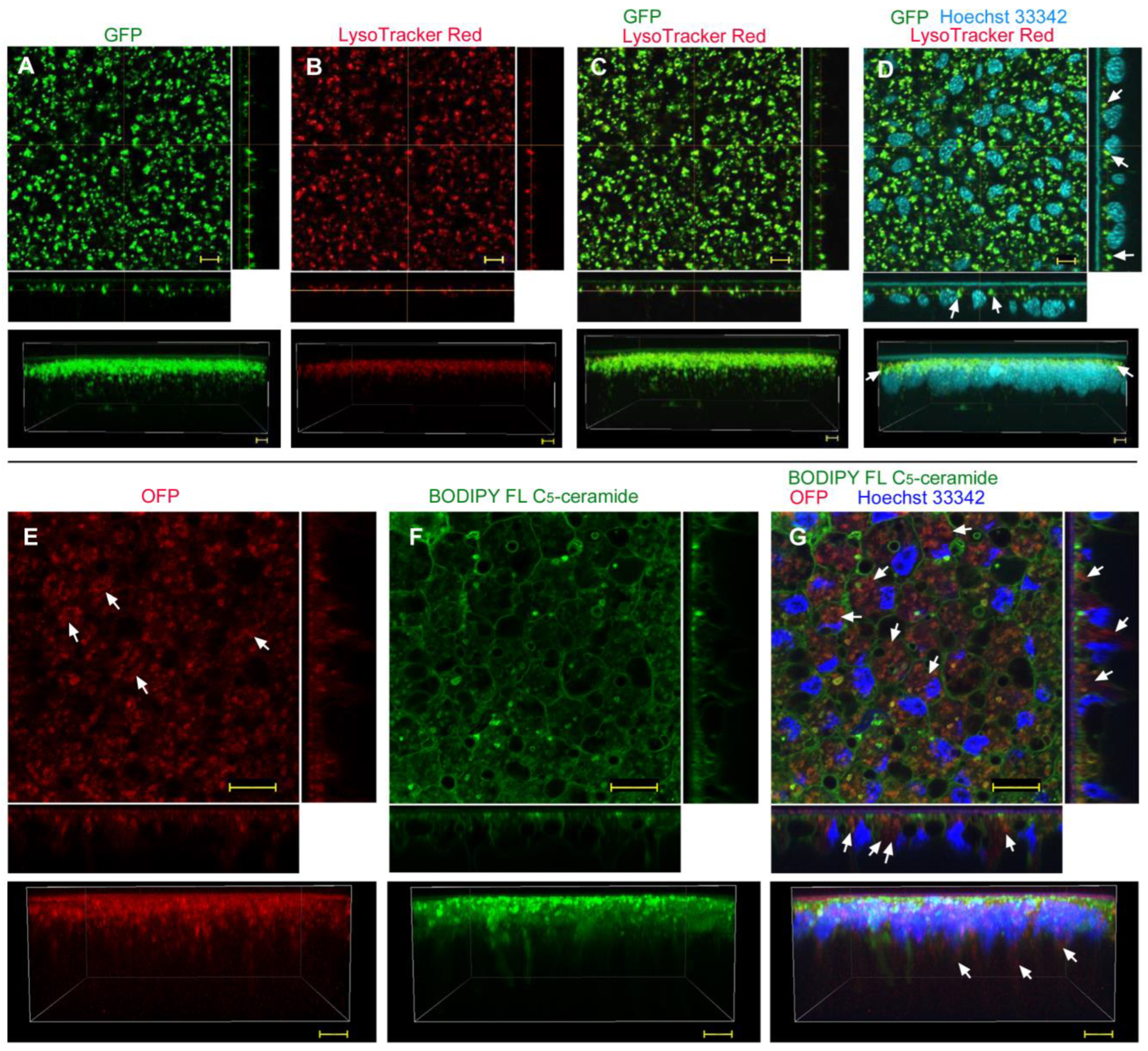 Biotech 12 00028 g003
