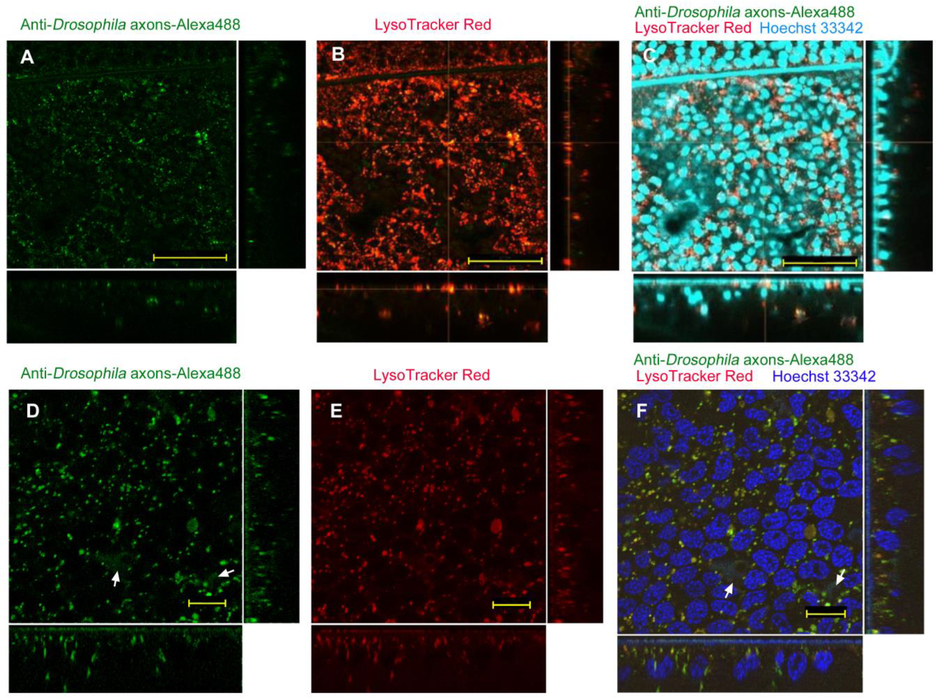 Biotech 12 00028 g004