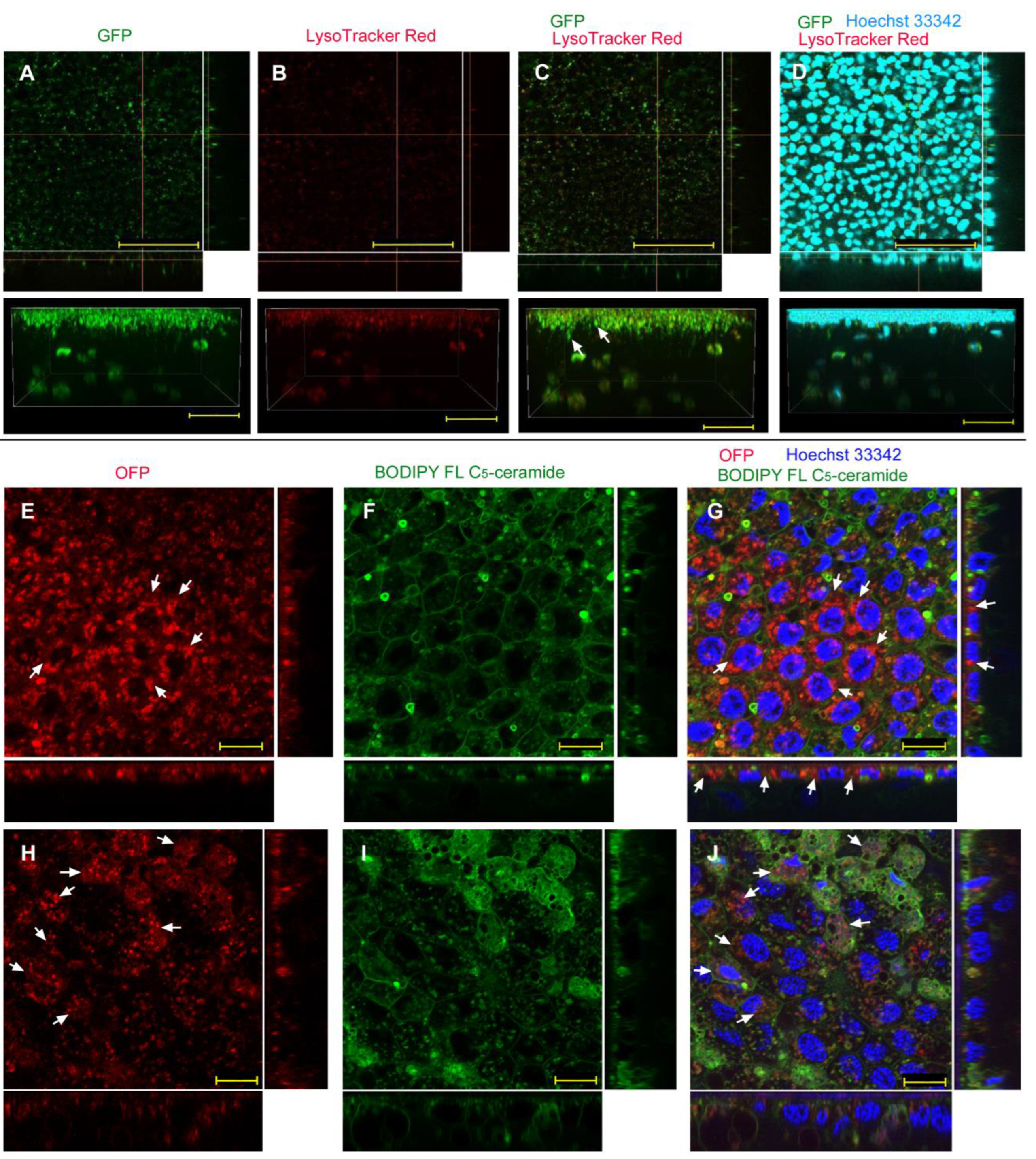 Biotech 12 00028 g007